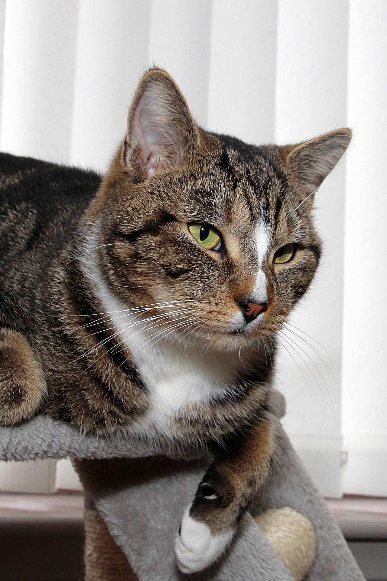 CATS 0306.jpg