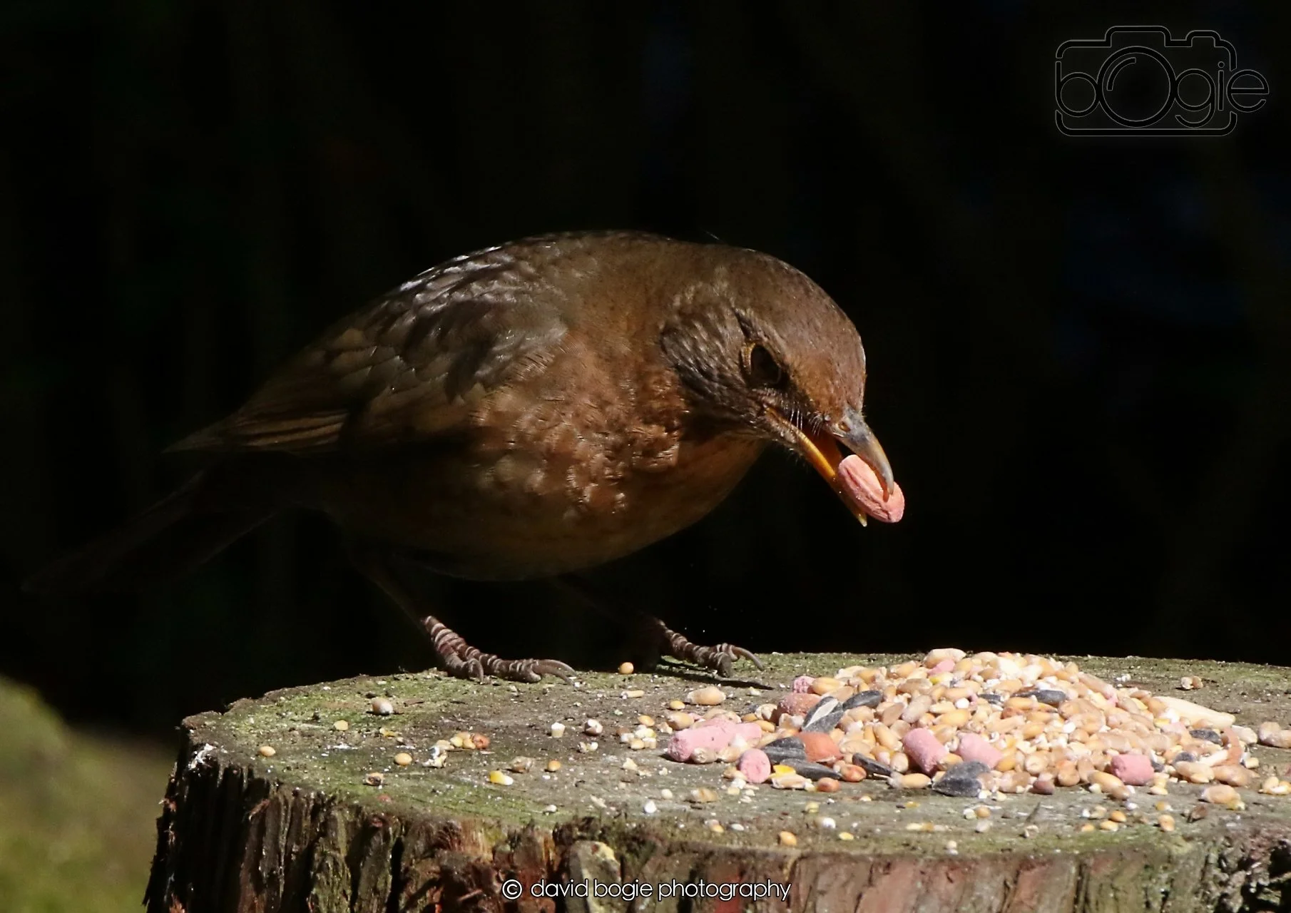 20260403 121346 Dunnikier 0044.jpg