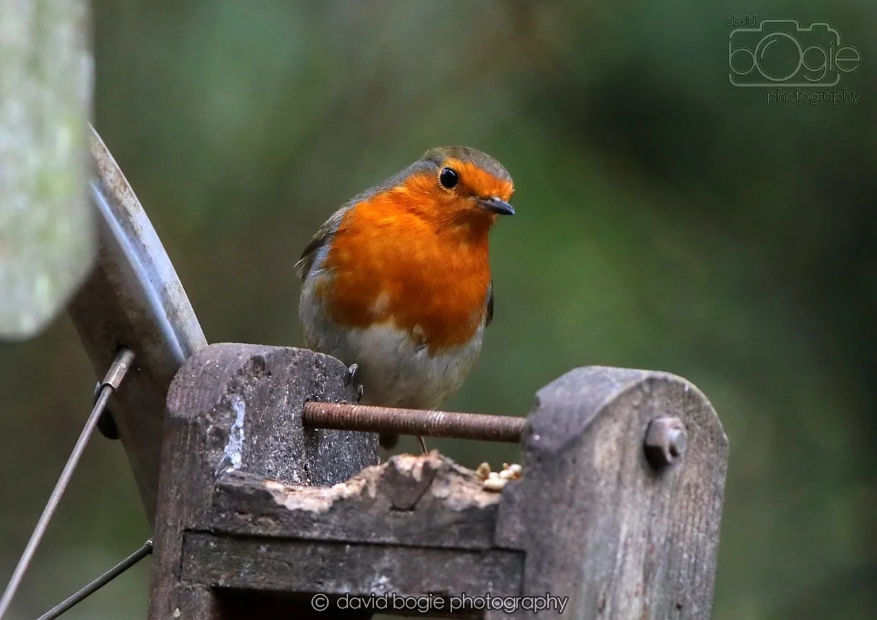 20260215 132307 Silverburn 0124.jpg