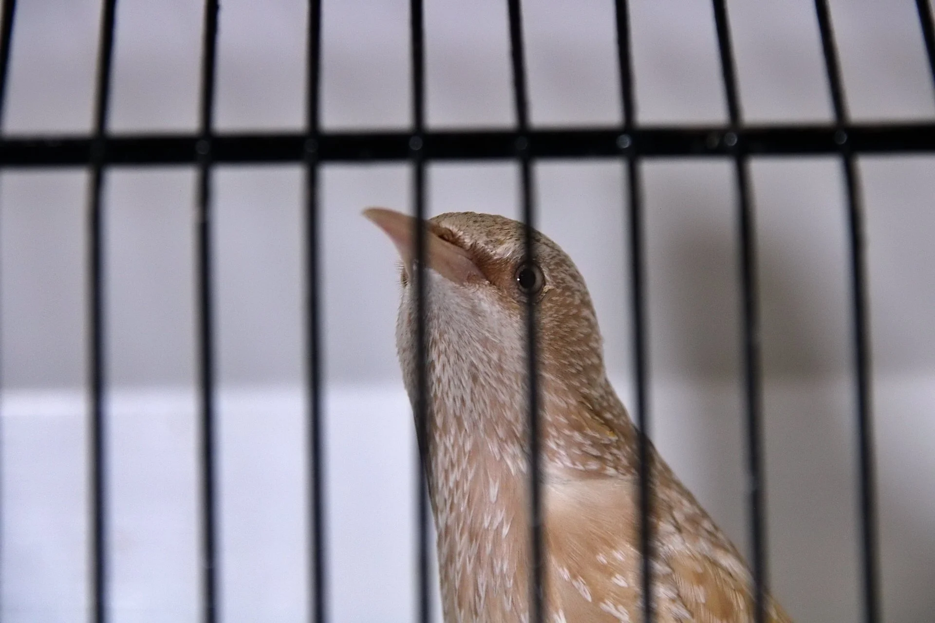 20241103 141145 MCBS Show 0752.JPG