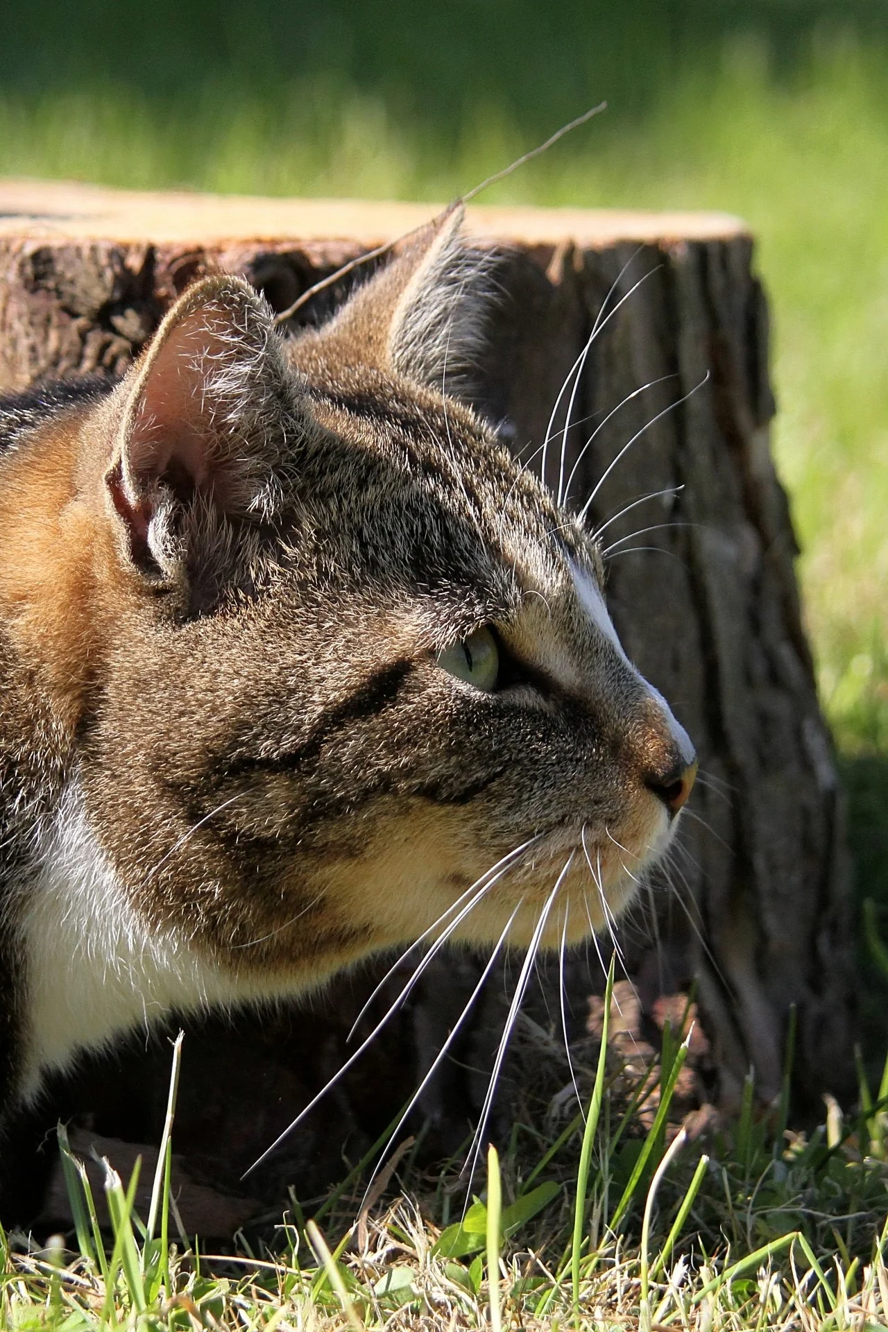 CATS 0378.jpg