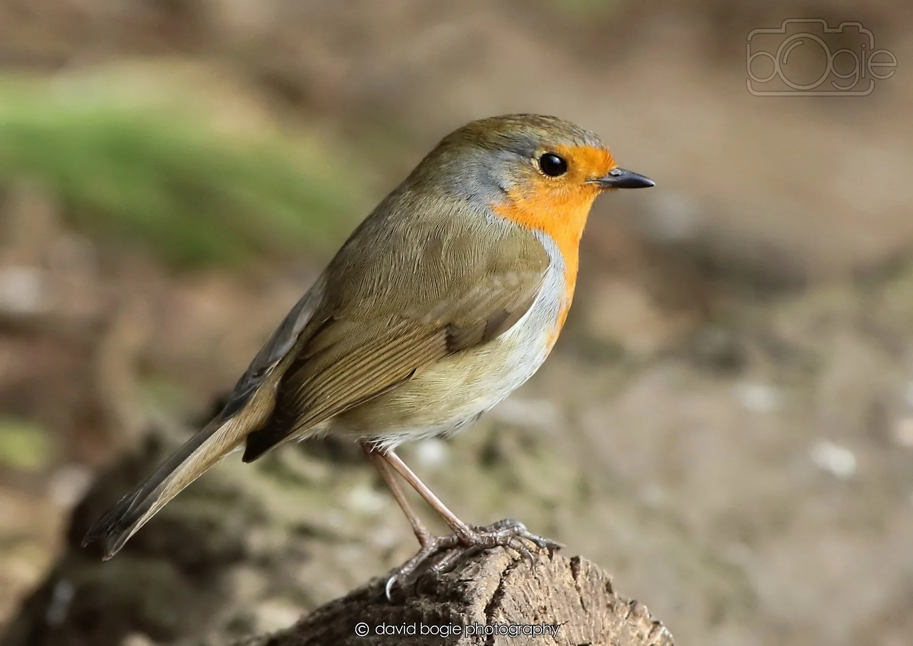 20260326 120552 Silverburn 0384.jpg