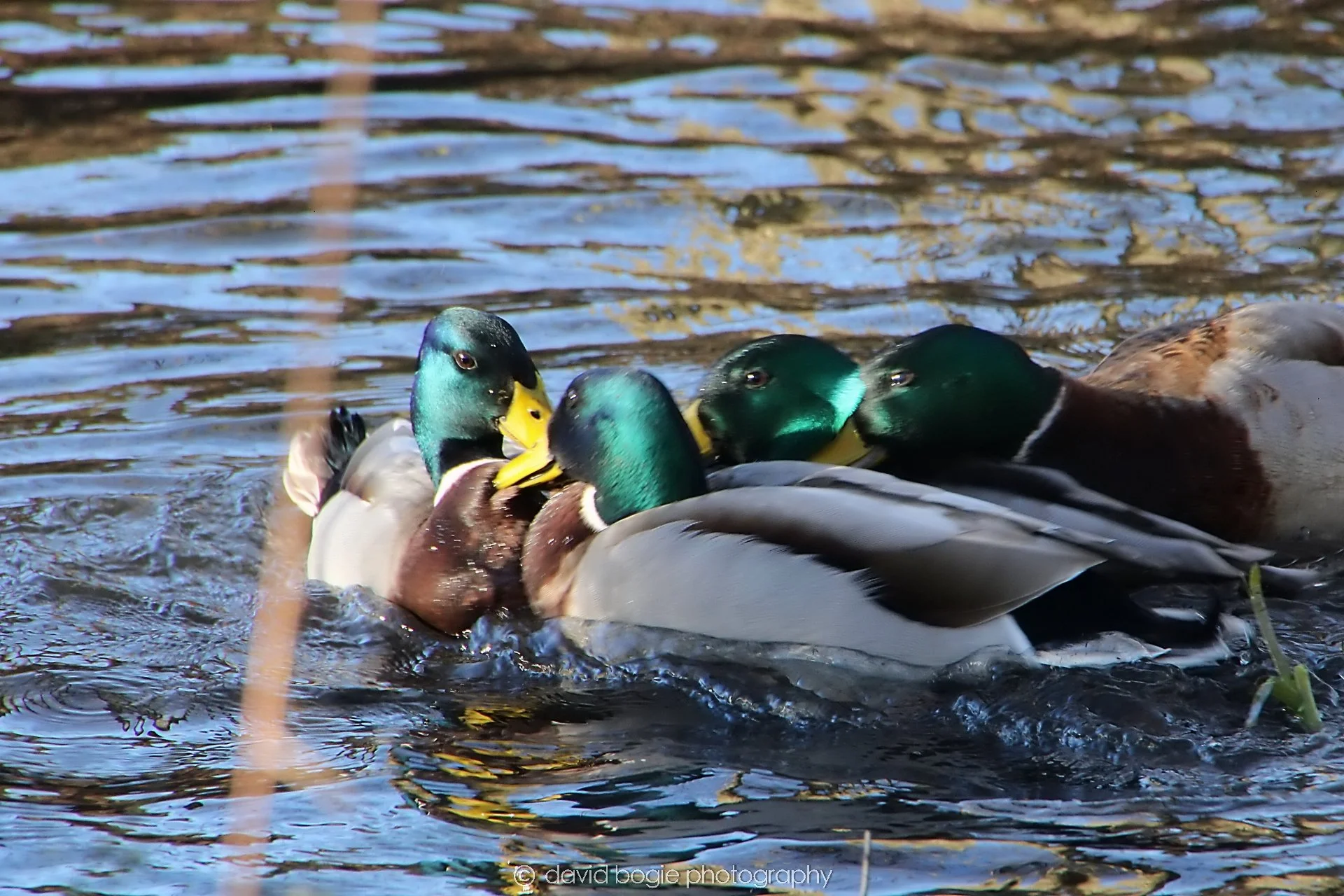 YEAR20240207 Lochore Meadows 0390.jpg