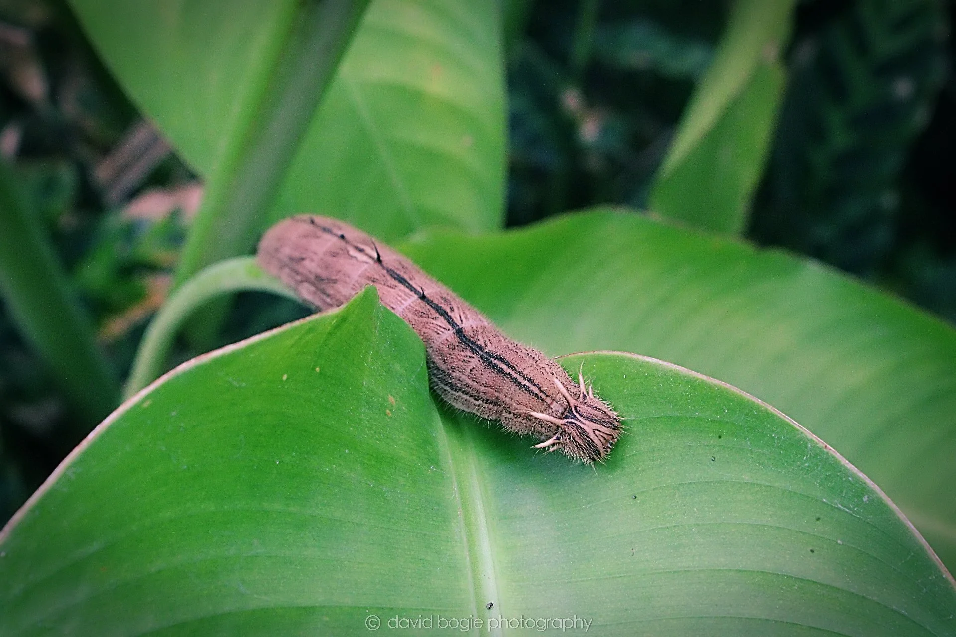 20191019 133547 Butterfly World 0056.jpg