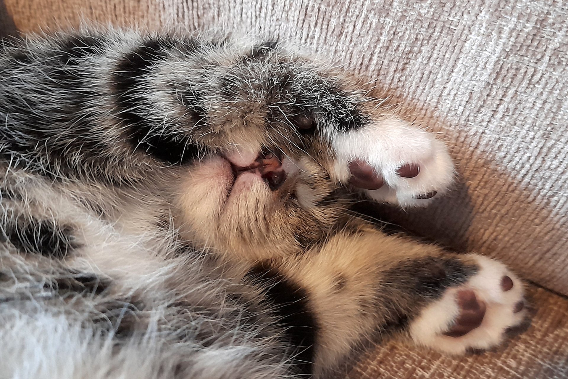 CATS 0060.jpg