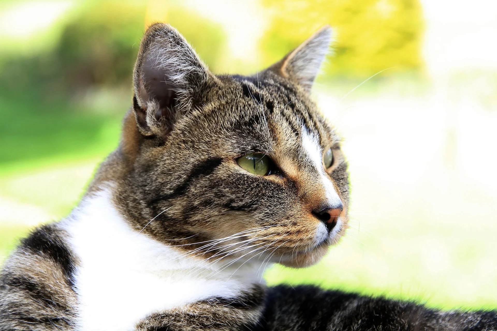 CATS 0437.jpg