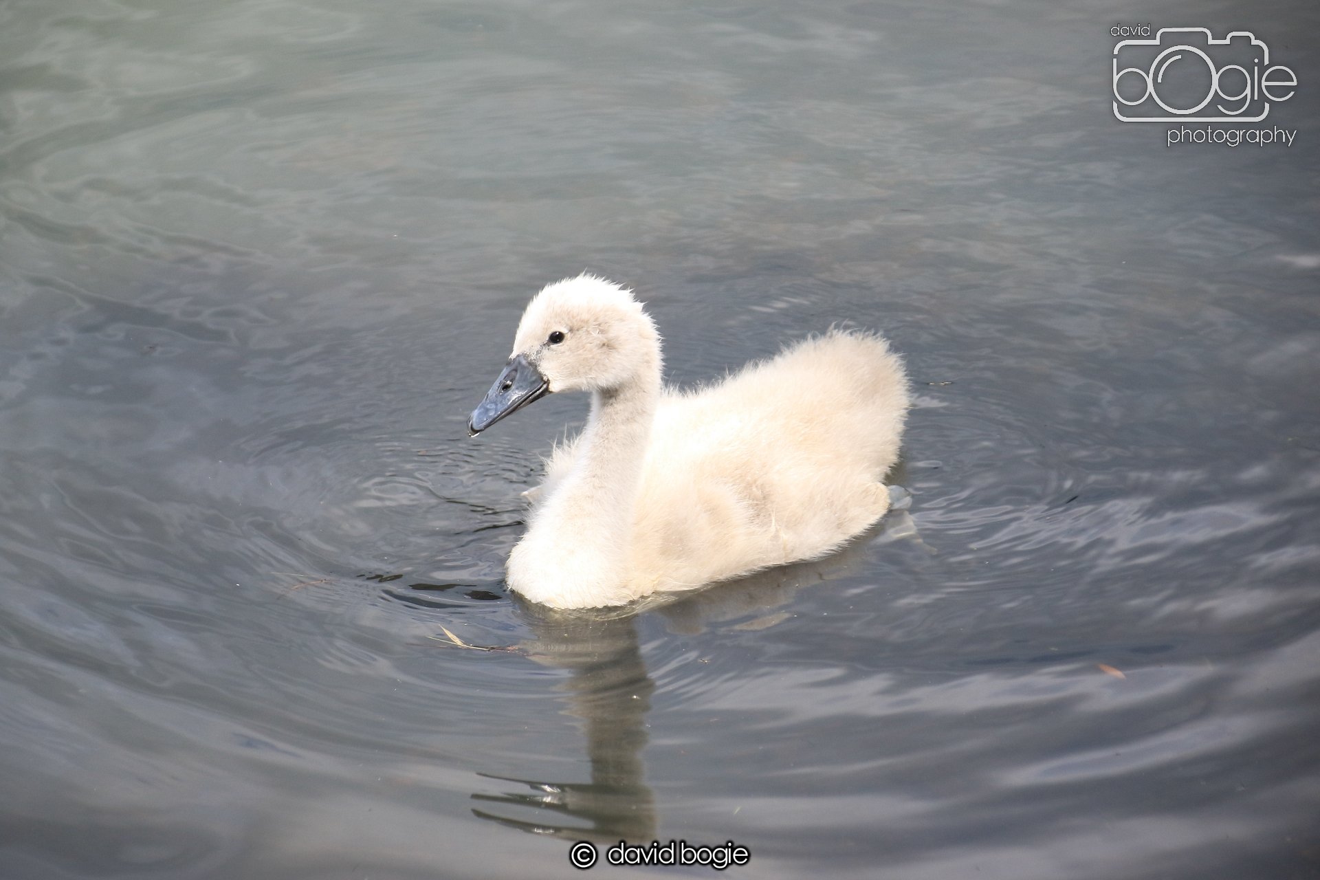 20250613 114046 Beveridge 0011.JPG