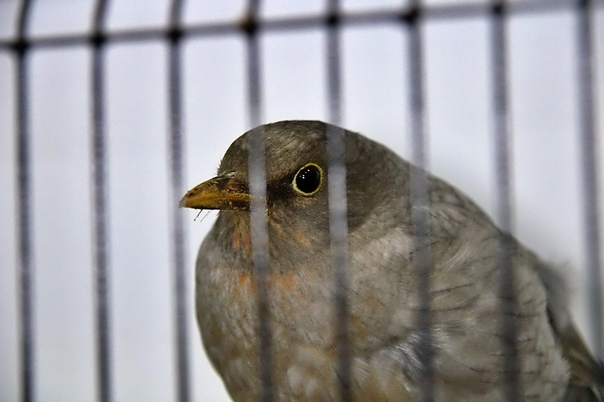 20241103 130005 MCBS Show 0411.JPG