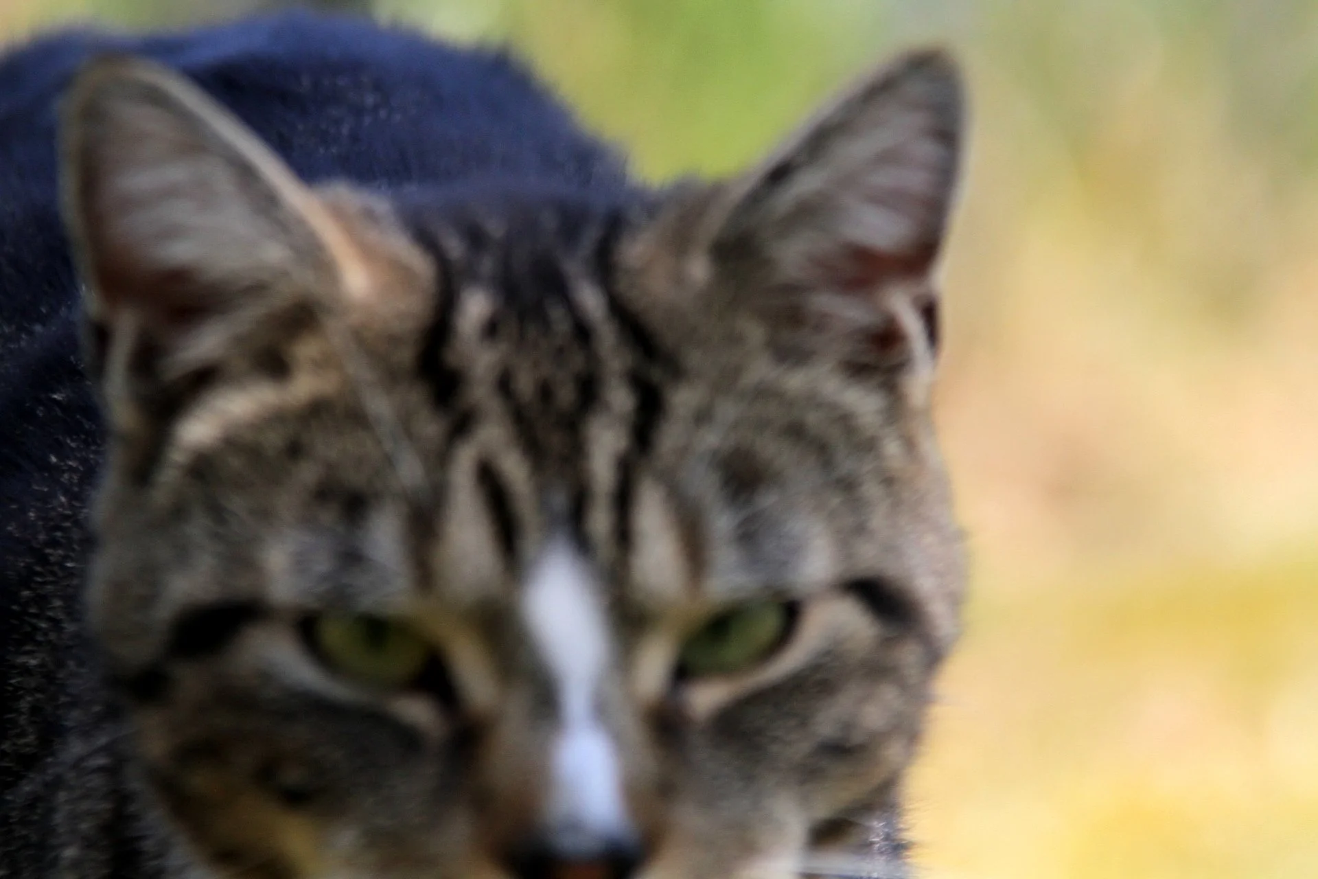 CATS 0423.jpg