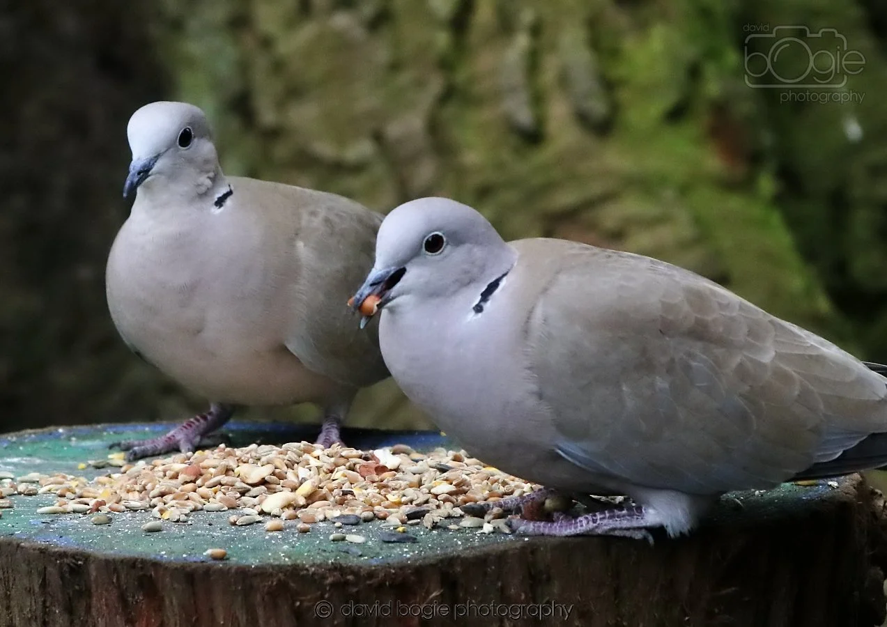 20260309 114107 Dunnikier 0283.jpg