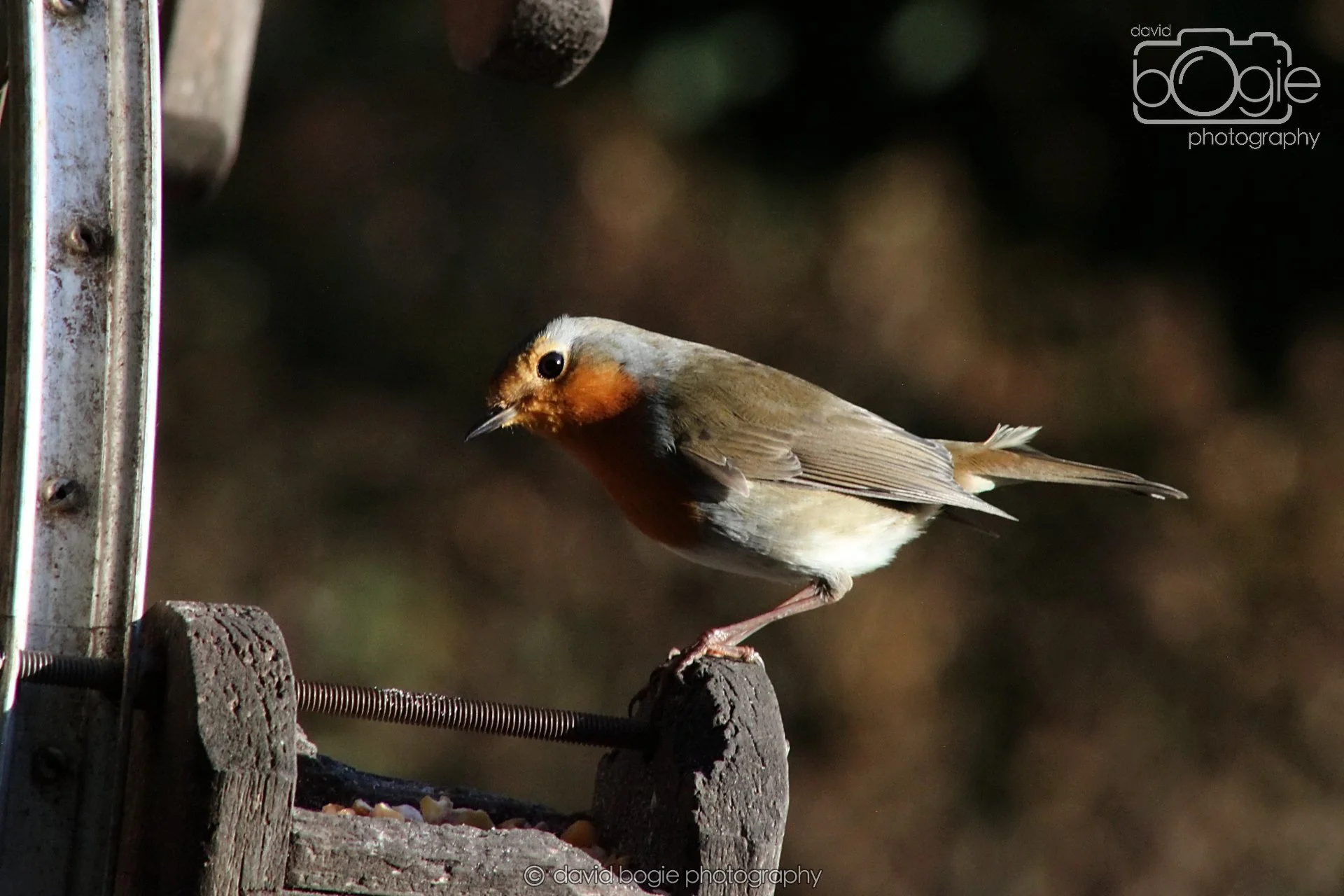 20251125 140512 Silverburn 0348.JPG