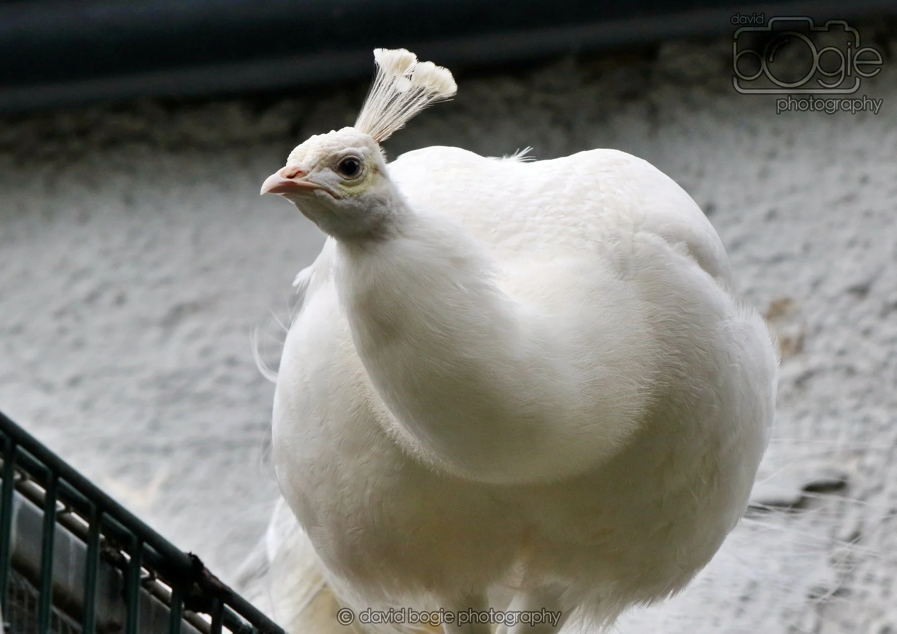 20260324 121631 Pittencrieff Park 0025.jpg