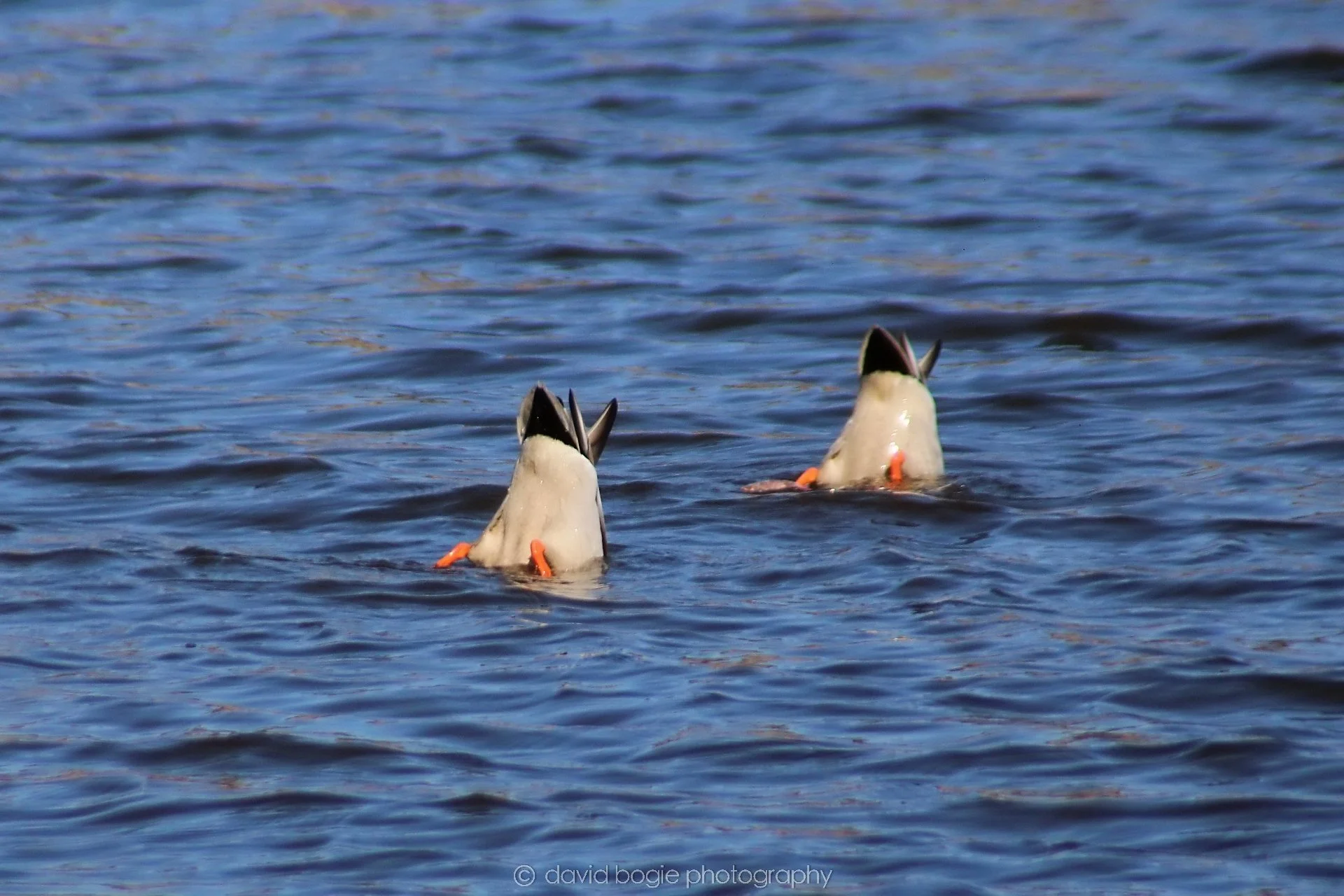 20210420 Lochore 14.jpg