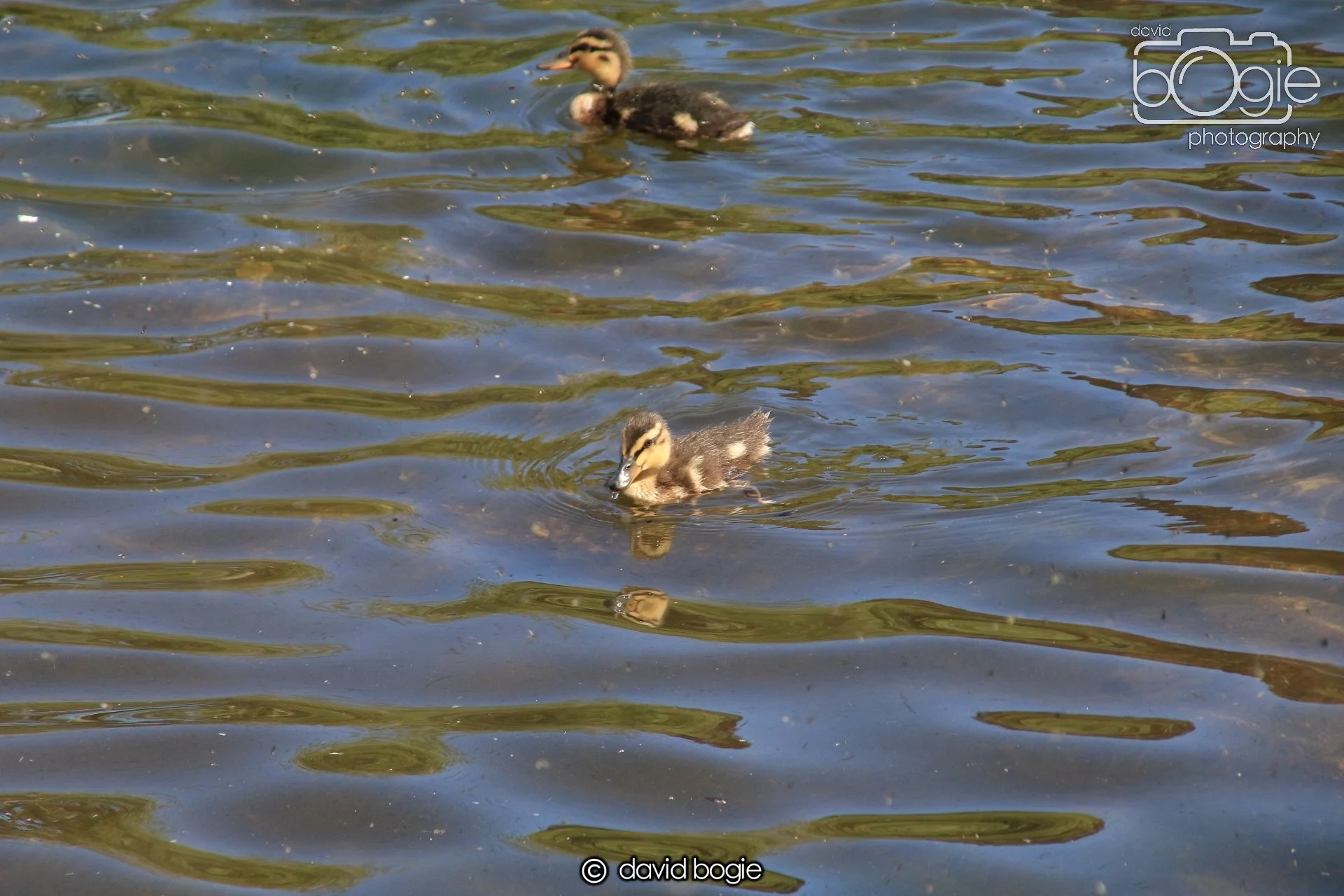 20250517 133122 Beveridge Park 0597.JPG