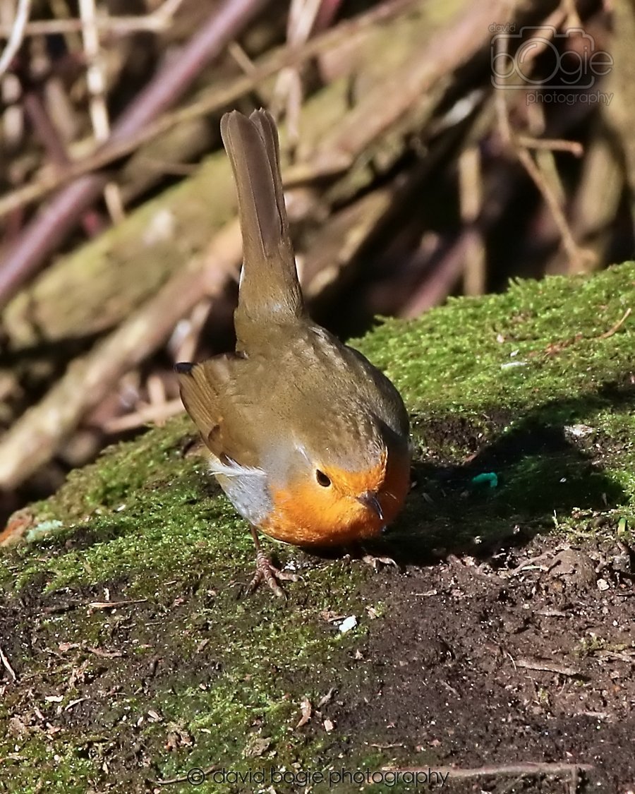 20260128 134444 Dunnikier 0272.jpg