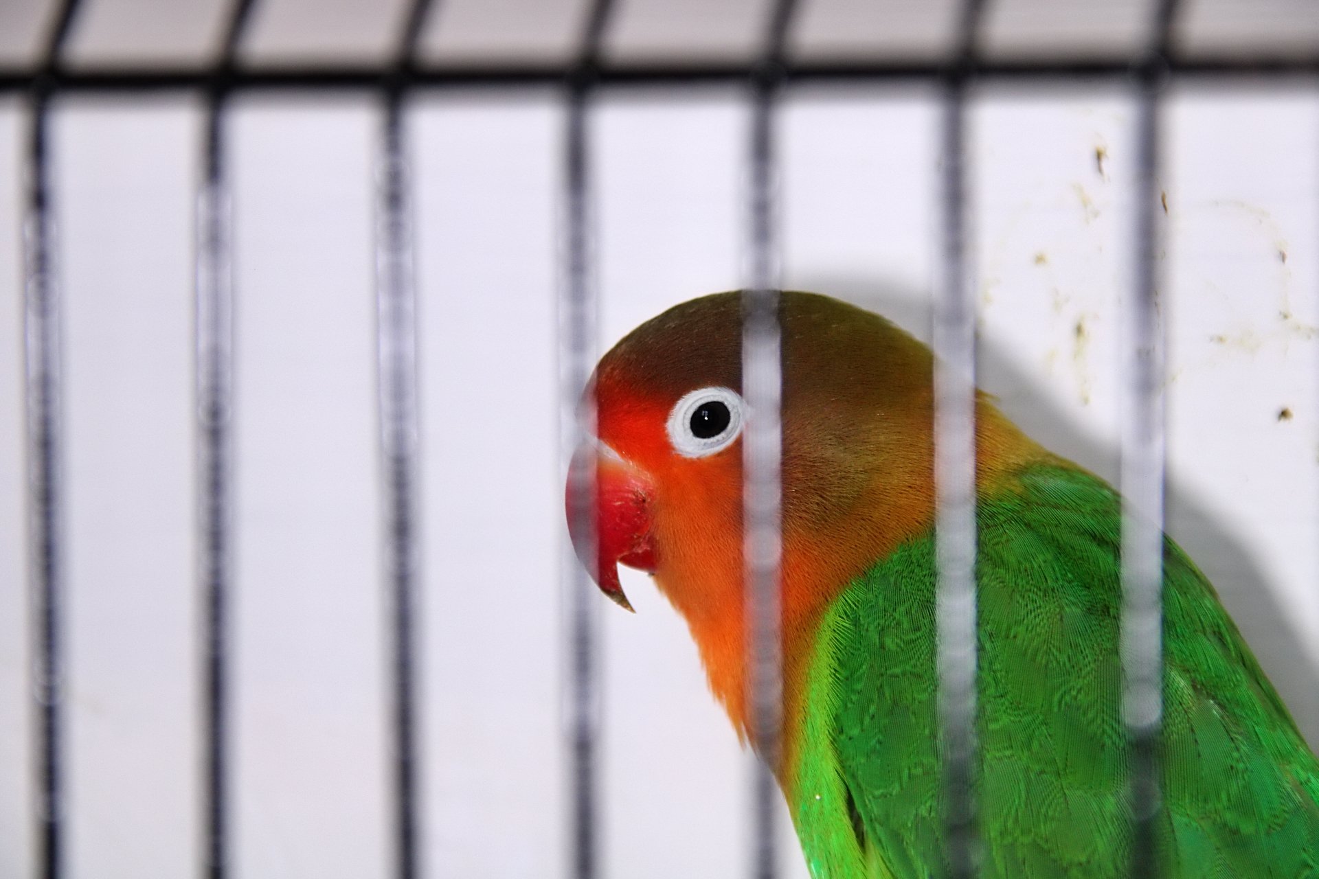 20241103 140357 MCBS Show 0724.JPG