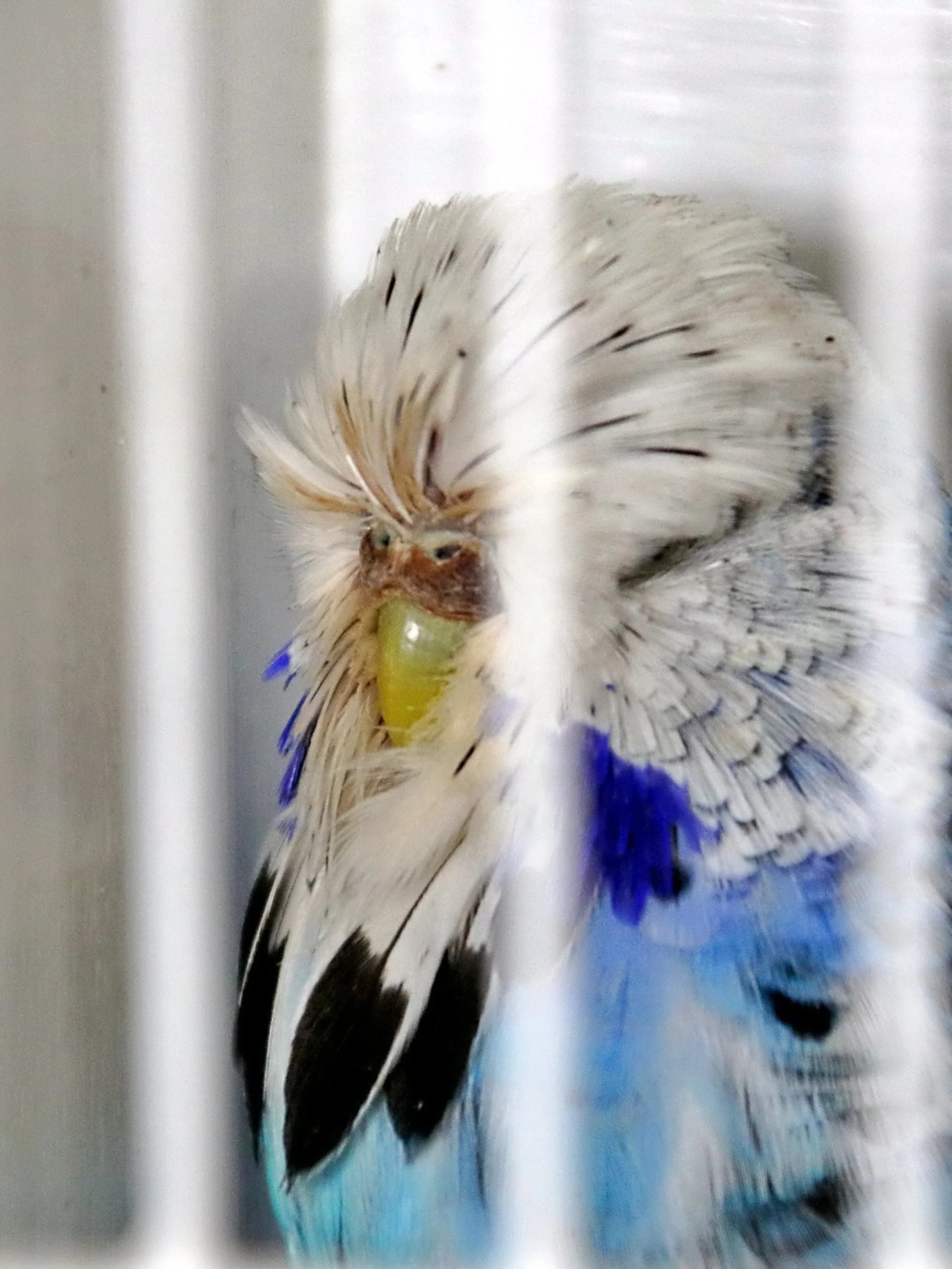 20251102 124821 Markinch CBS  0546.JPG