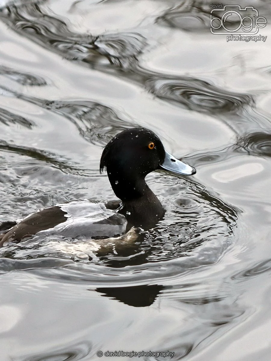 20260114 125357 Beveridge Park 0179.JPG