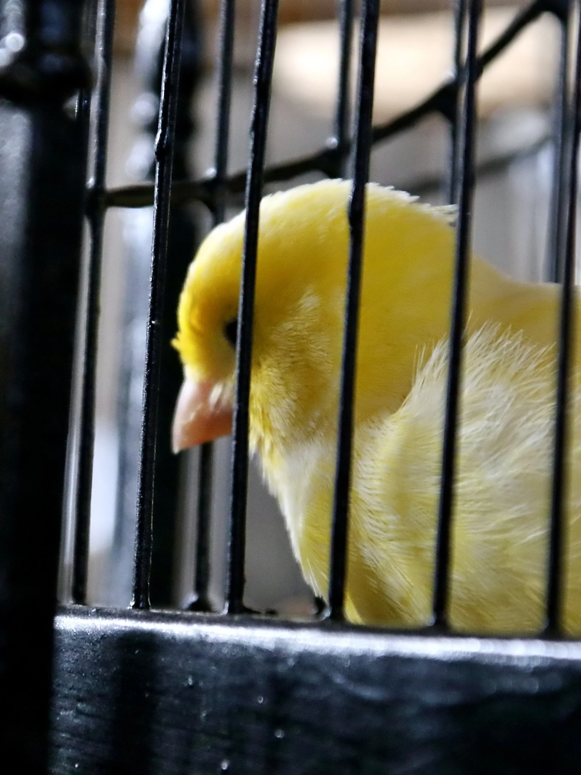 20251102 130438 Markinch CBS  0688.JPG