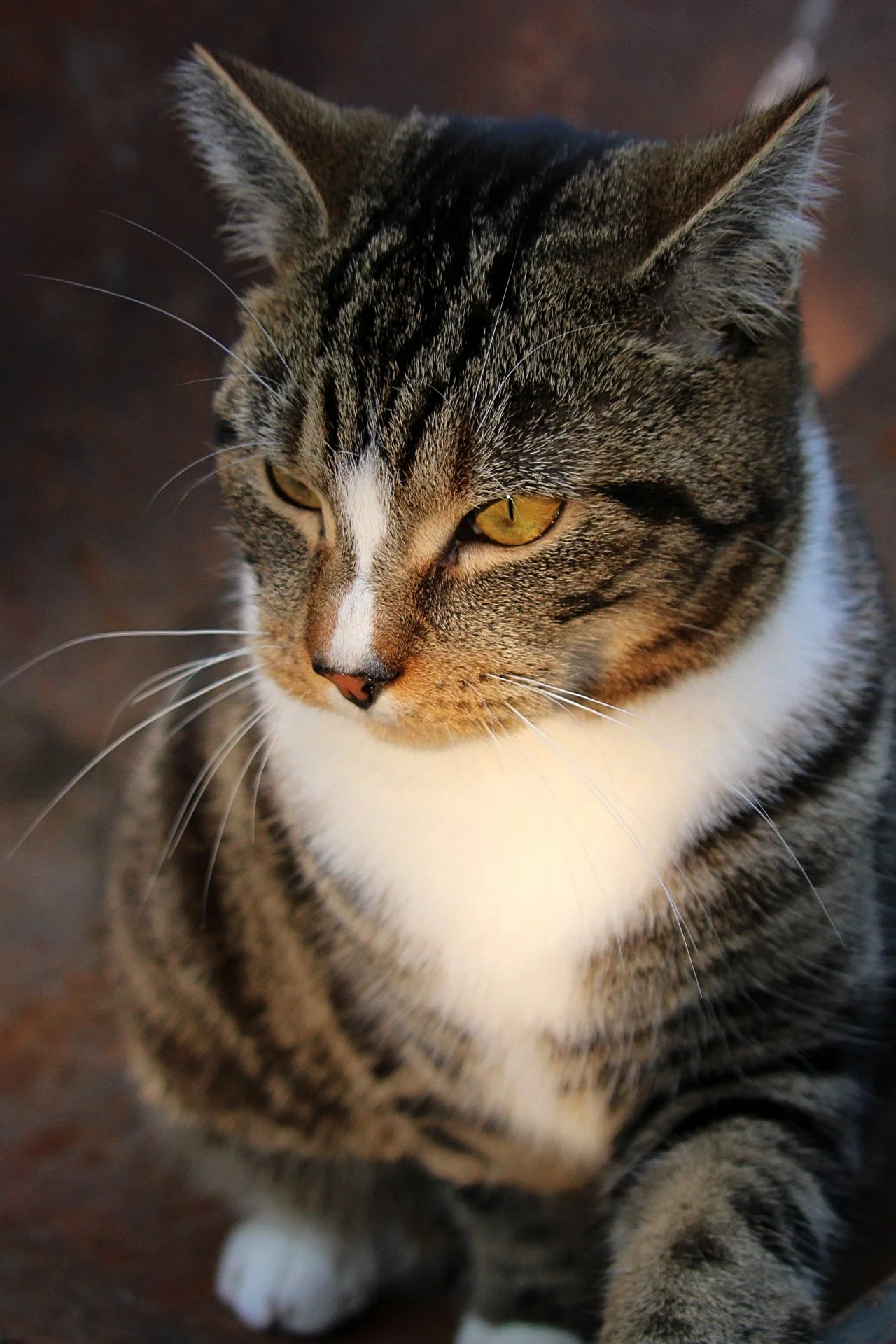 CATS 0159.jpg