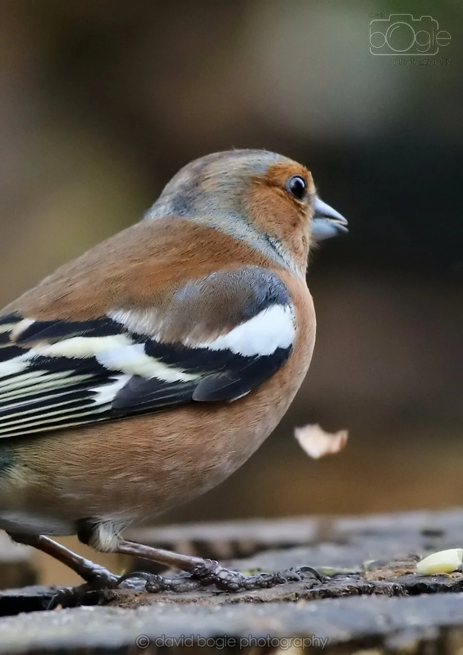 20260314 141033 Silverburn 0133.jpg