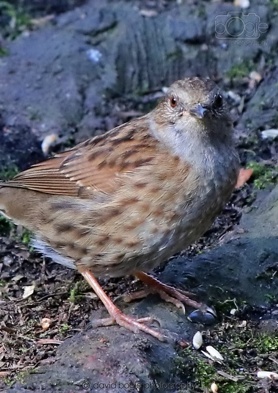 20260308 145111 Dunnikier 0093.jpg