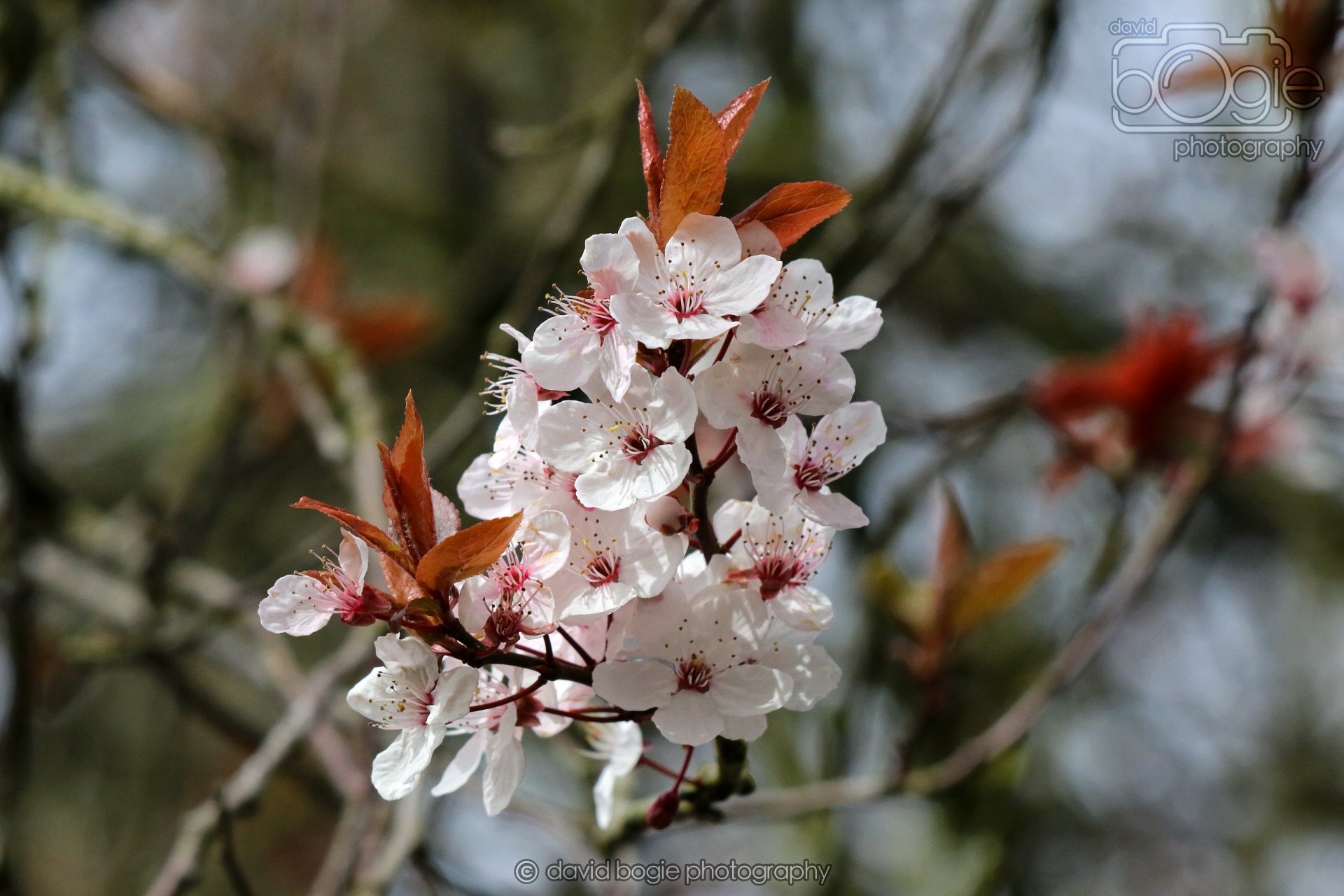 20260324 120246 Pittencrieff Park 0013.jpg