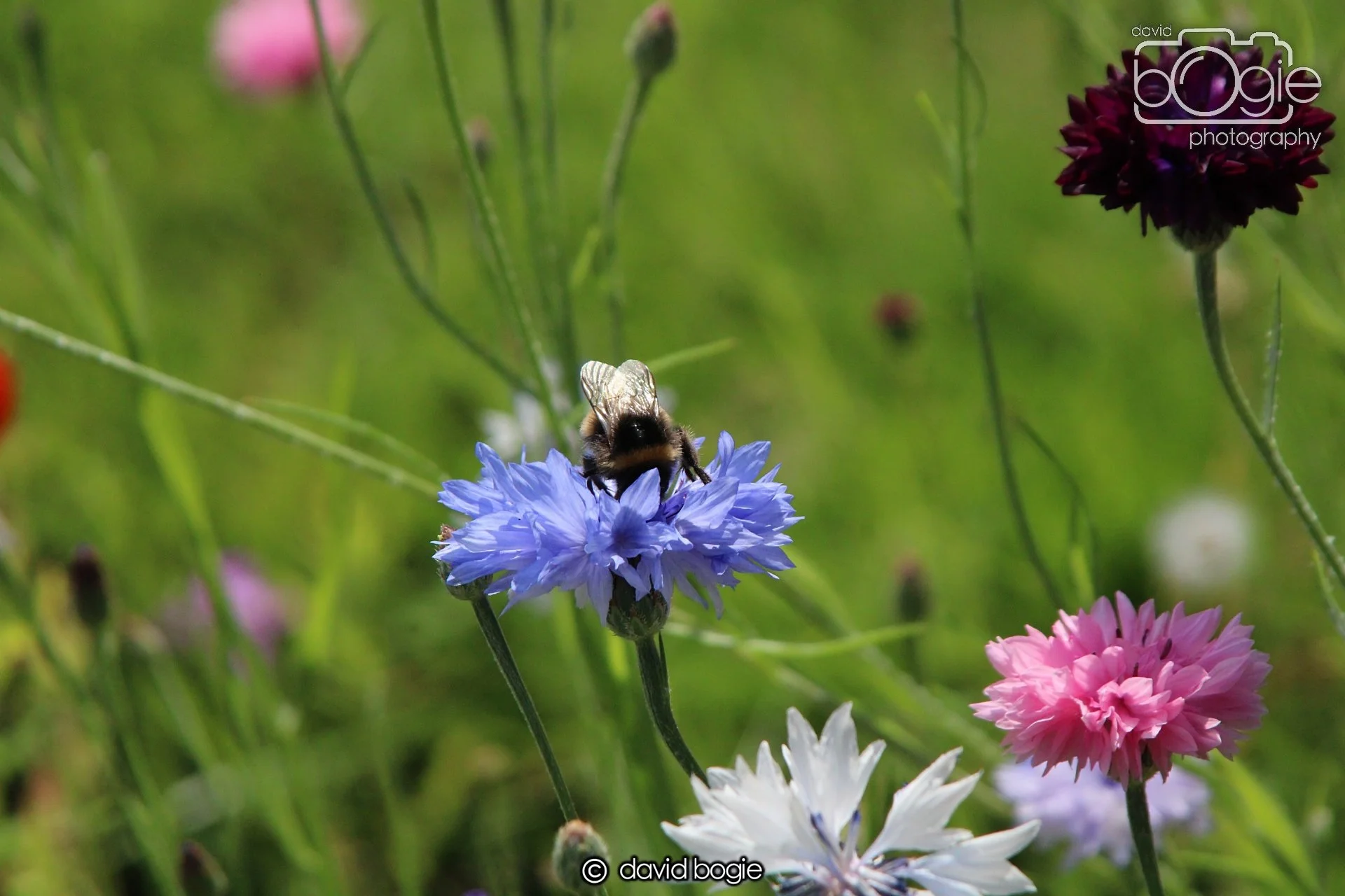 20210727 Beveridge Park9 .JPG