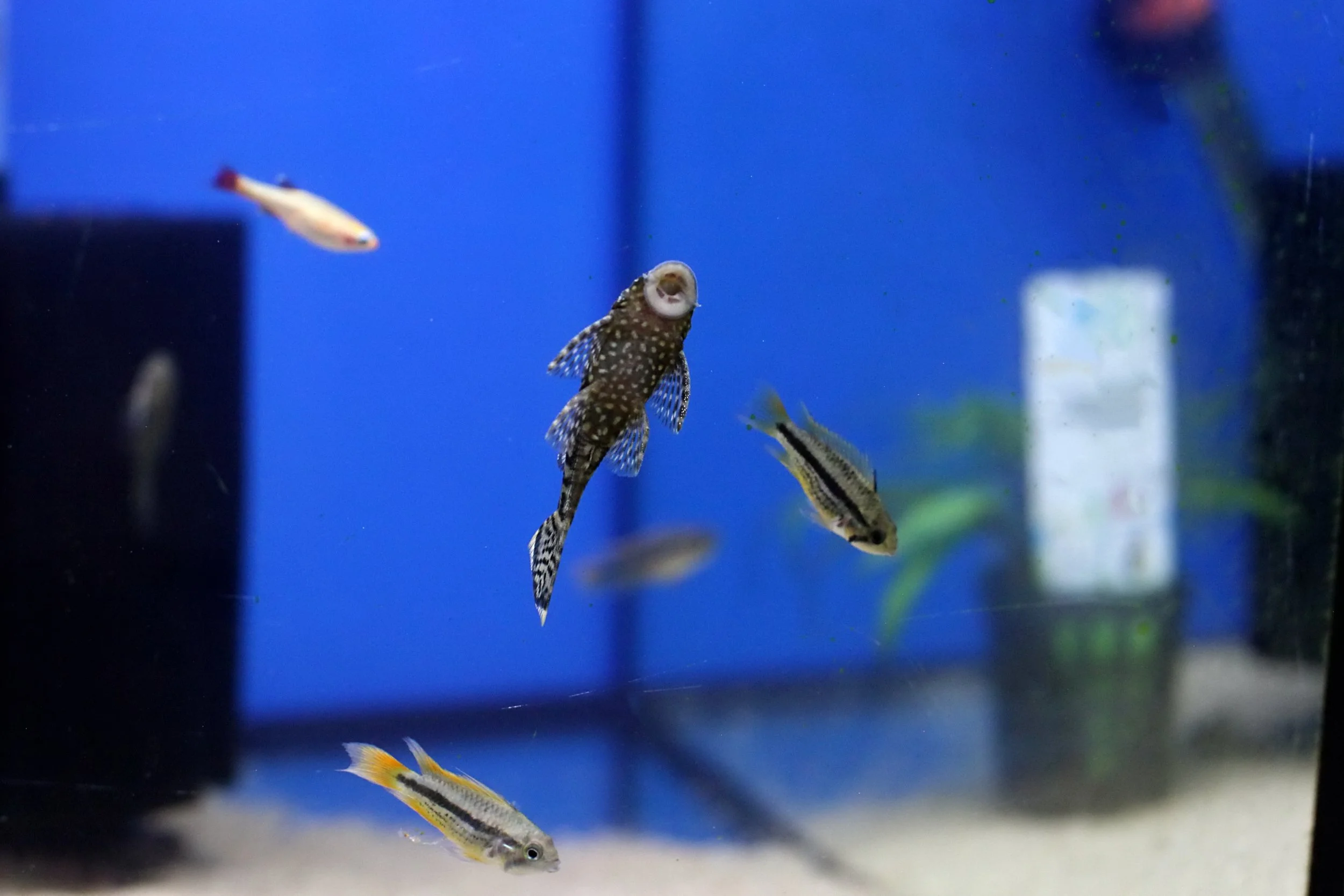 20251206 125344 K&S 0097.JPG