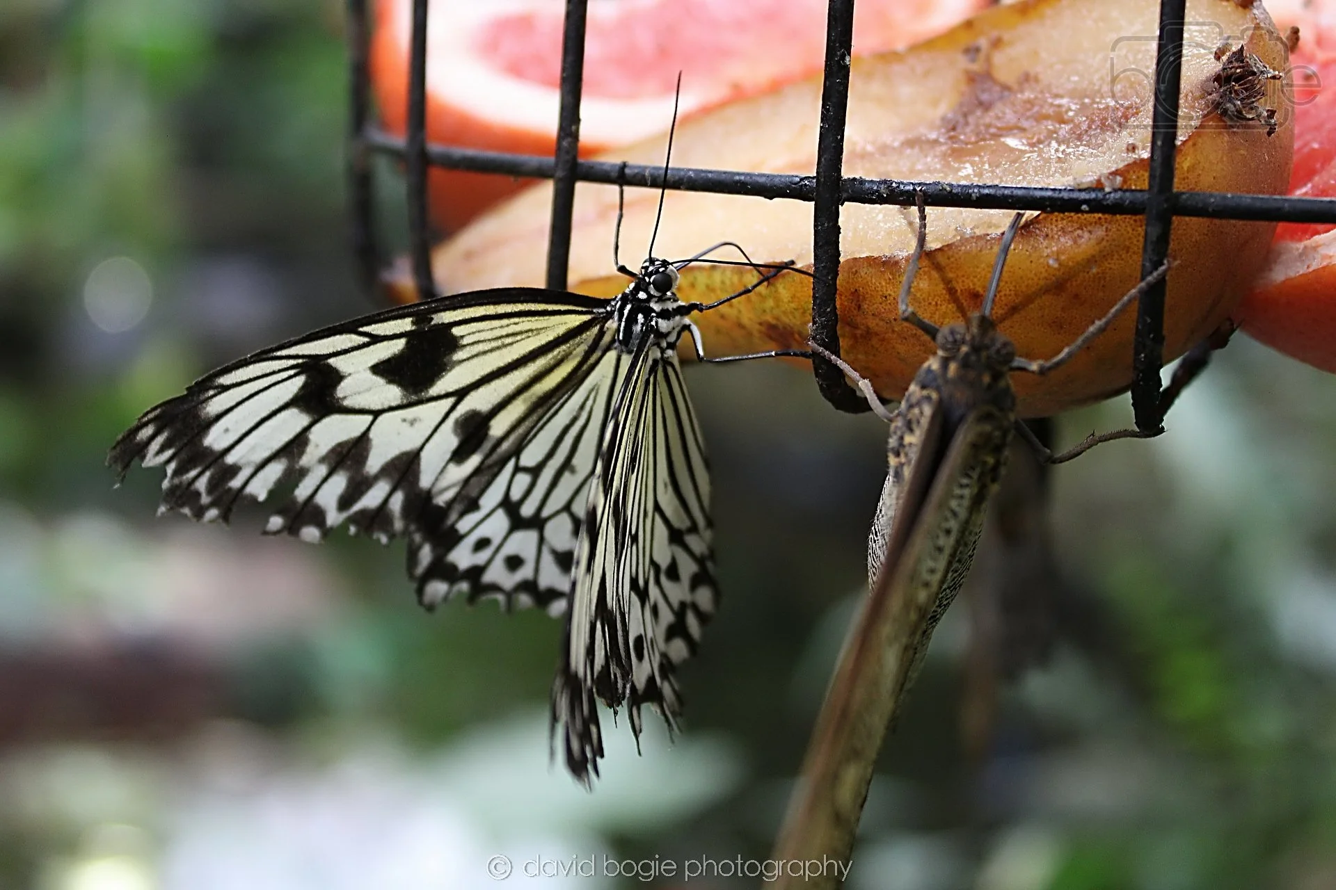 20191019 130037 Butterfly World 0034.jpg