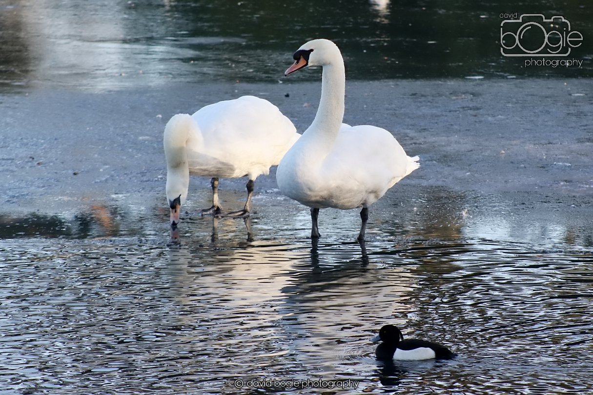 20260103 112808 Beveridge Park 0076.JPG