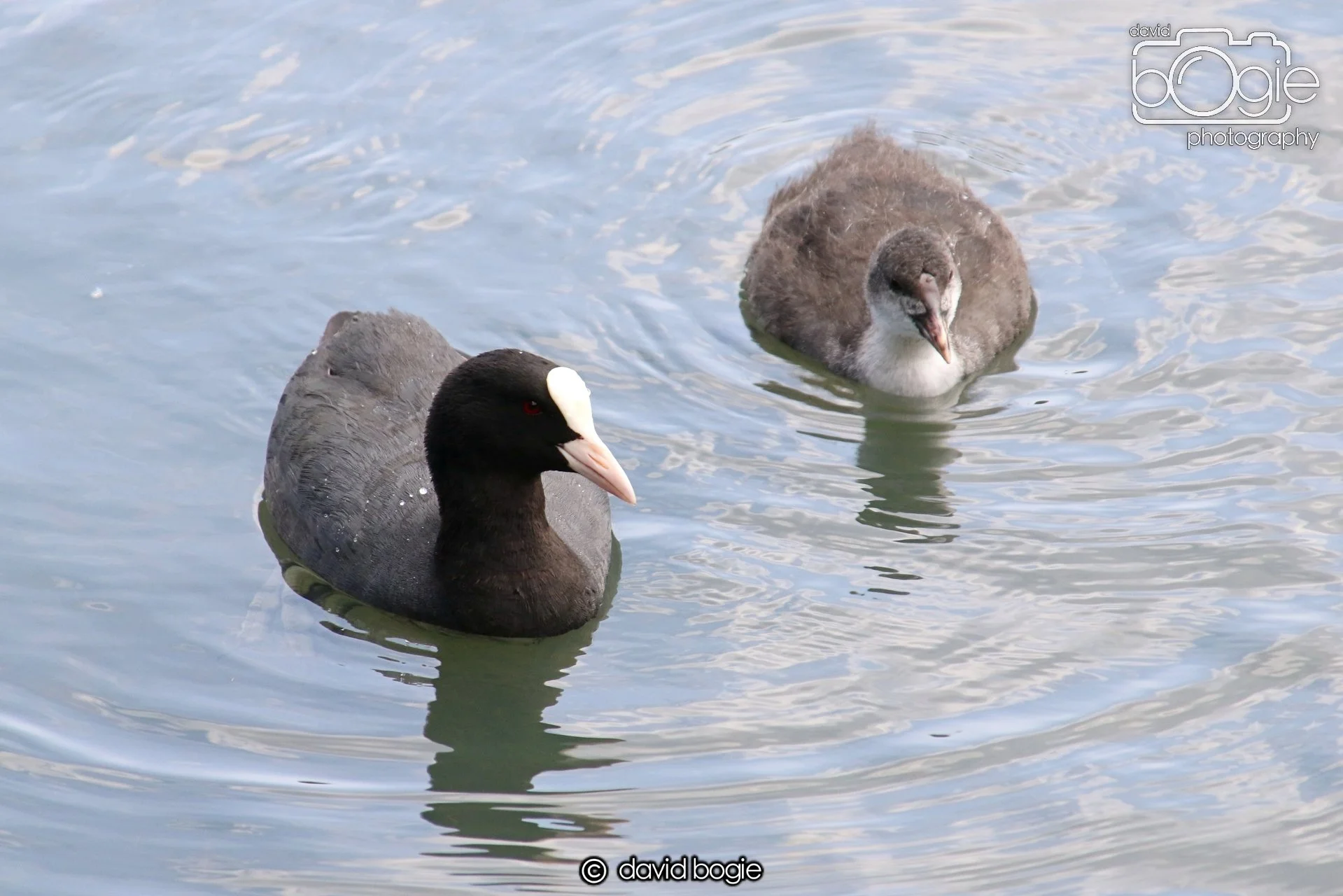 20250613 122054 Beveridge 0081.JPG