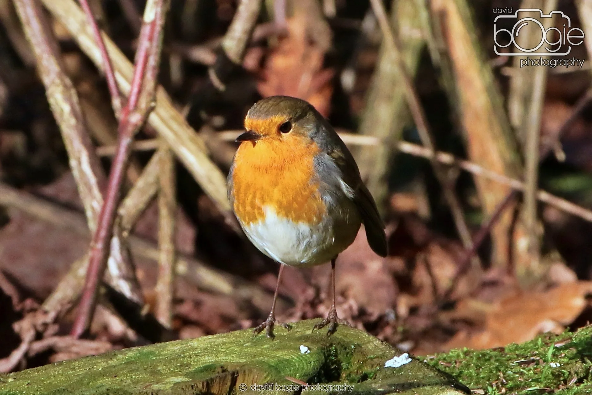 20260128 133817 Dunnikier 0236.JPG