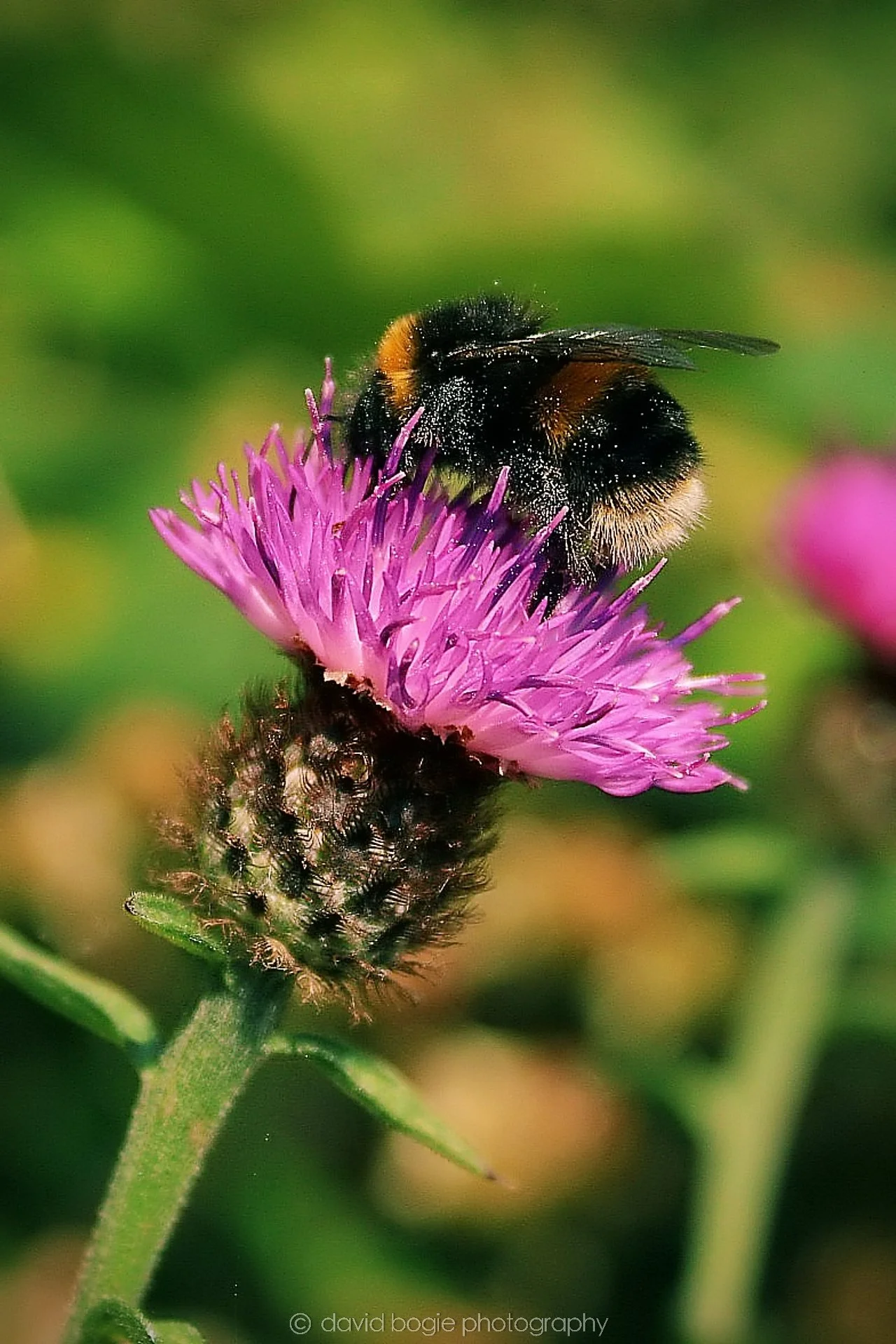 20190825 132526  Kirkcaldy 0012.jpg