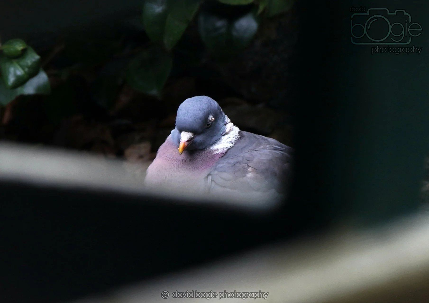 20260324 122946 Pittencrieff Park 0194.jpg