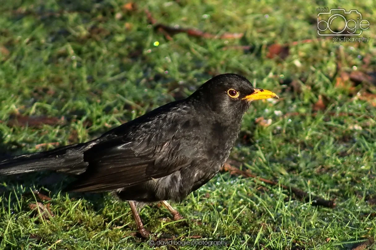 20251231 130646 Silverburn 0053.JPG