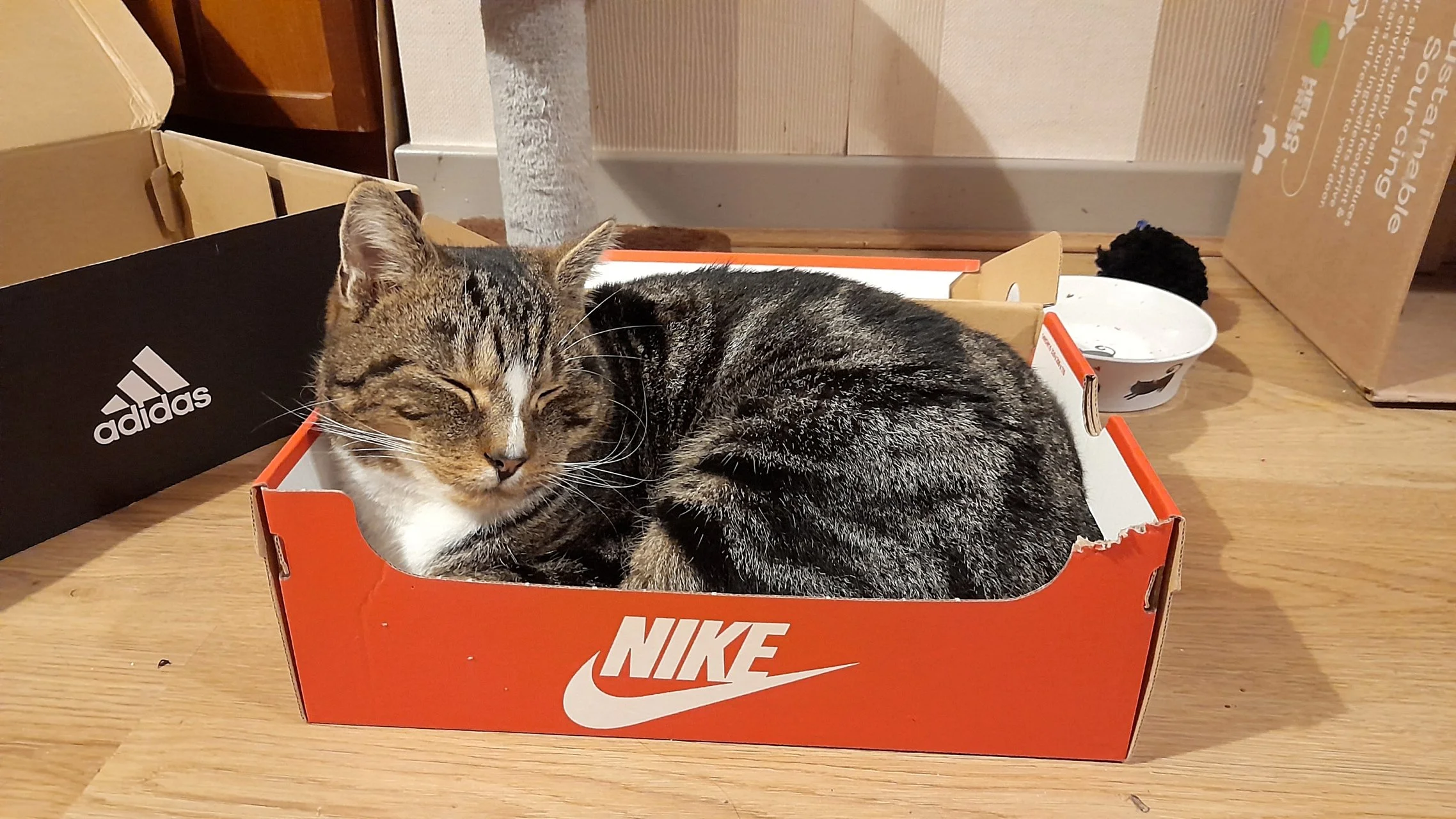 CATS 0299.jpg