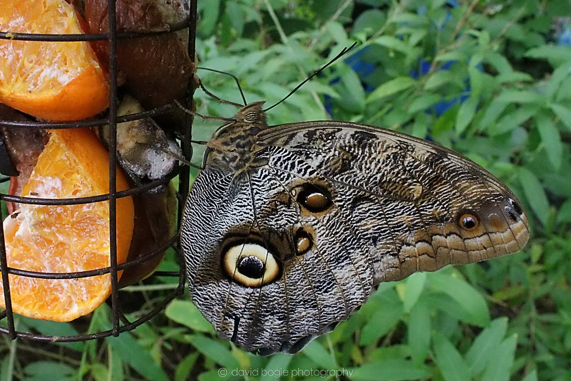 20191019 133209 Butterfly World 0052.jpg
