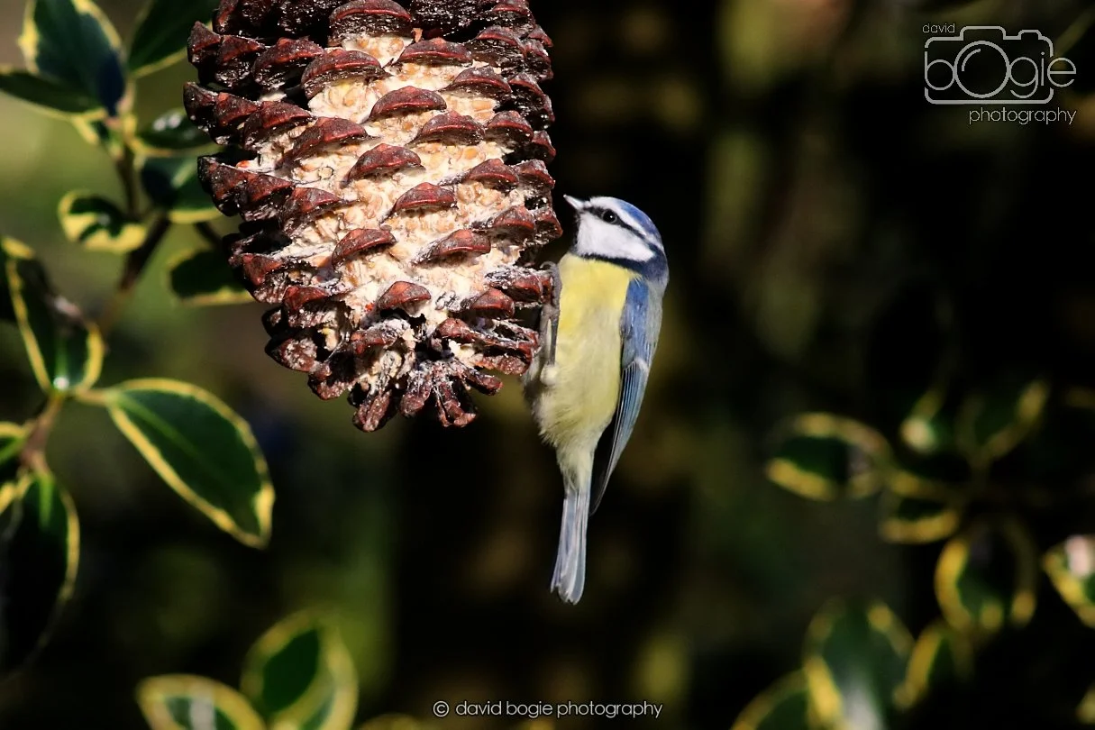 20251231 135314 Silverburn 0323.JPG