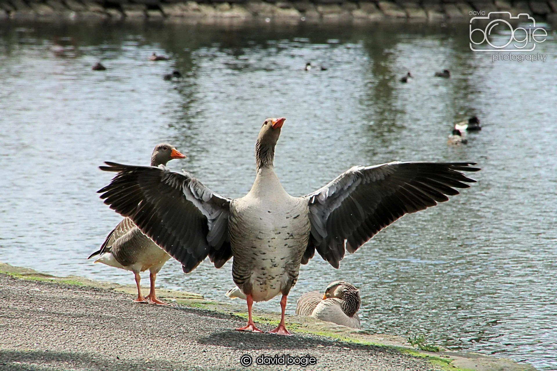 20240423 114600 Beveridge 0044.JPG