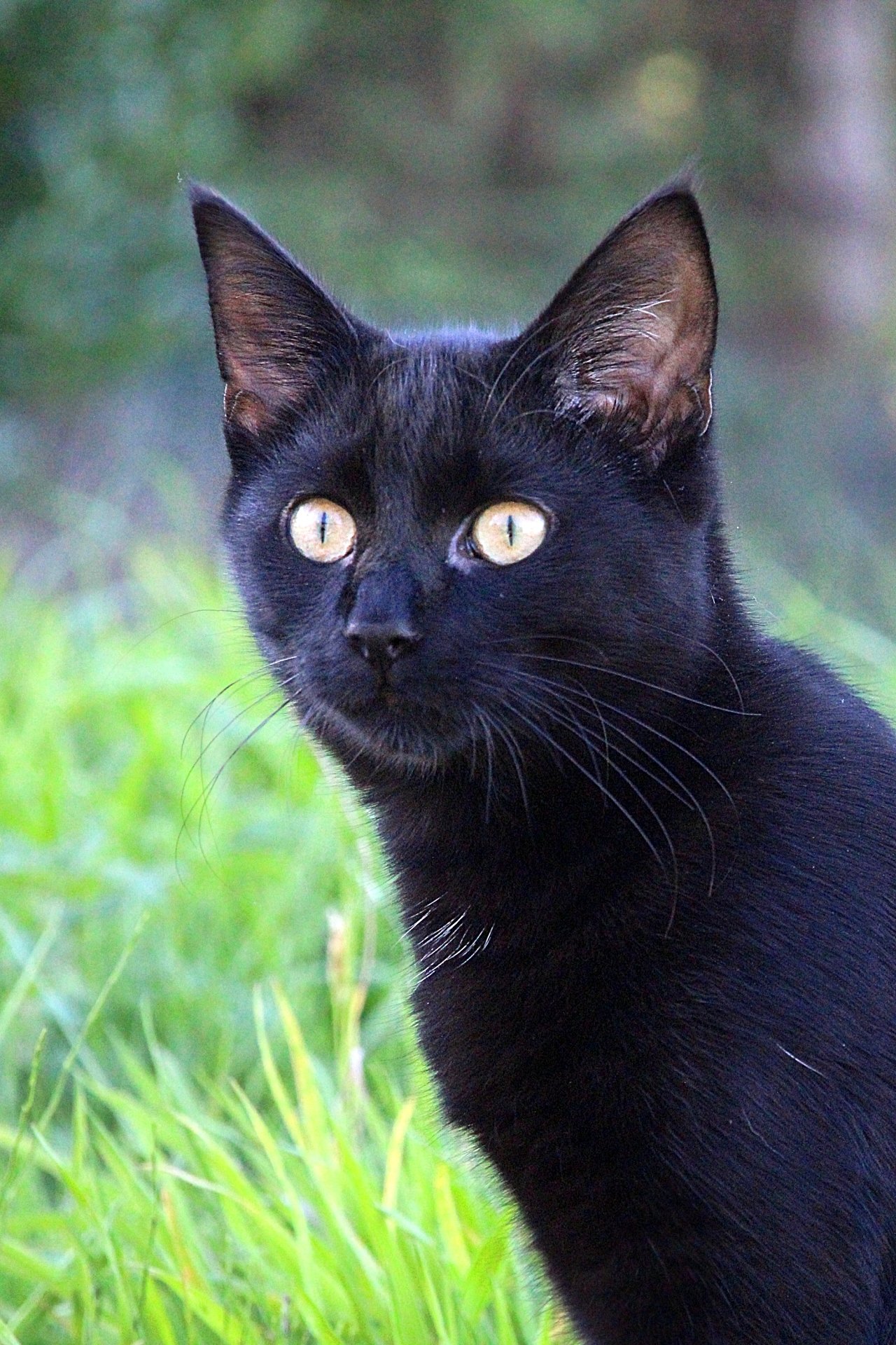 CATS 0220.jpg