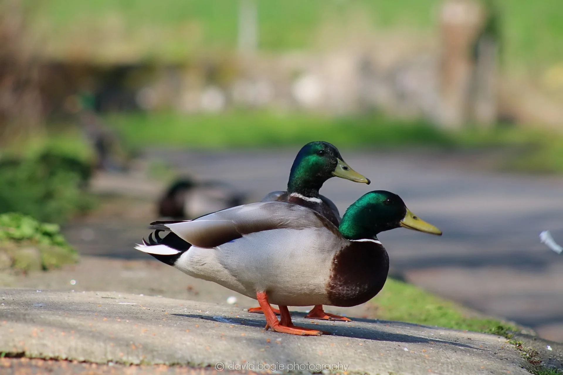 20190411 111552 Otterston 0017.jpg
