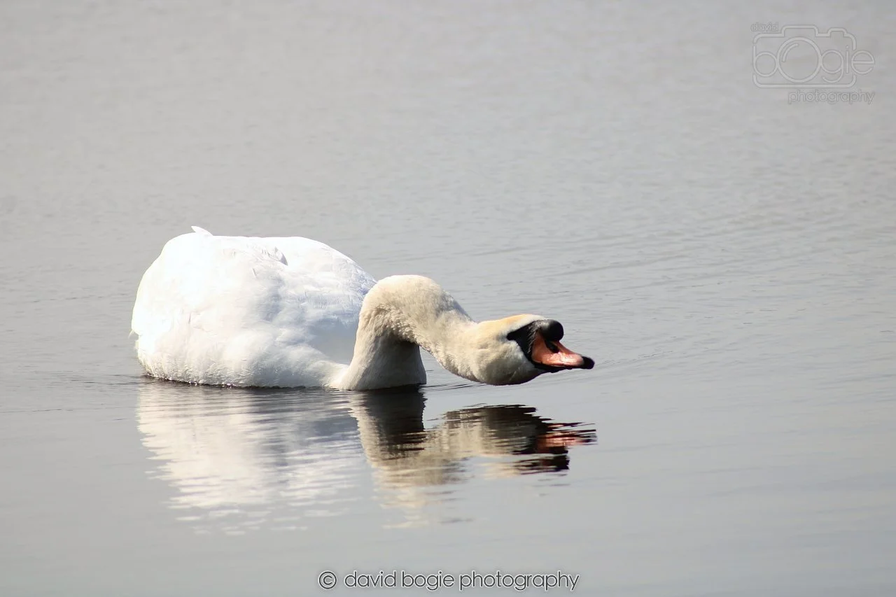 SWAN003