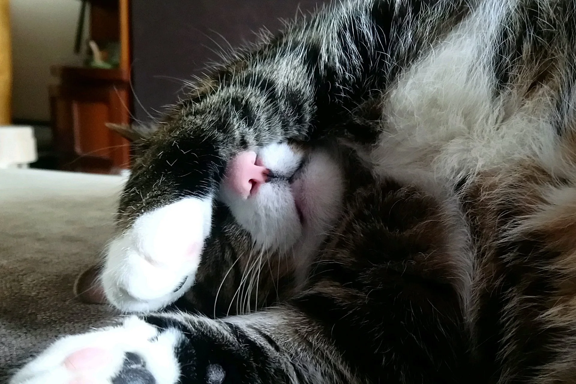 CATS 0041.jpg