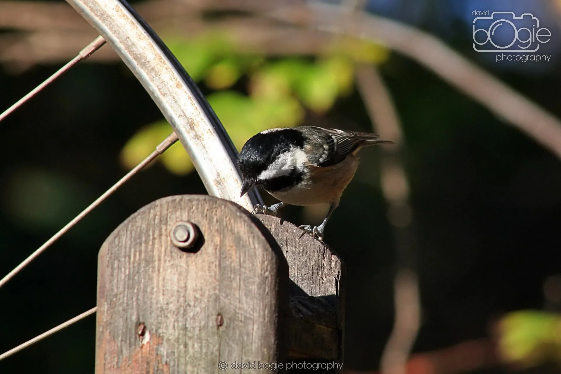 20251125 134219 Silverburn 0154.JPG