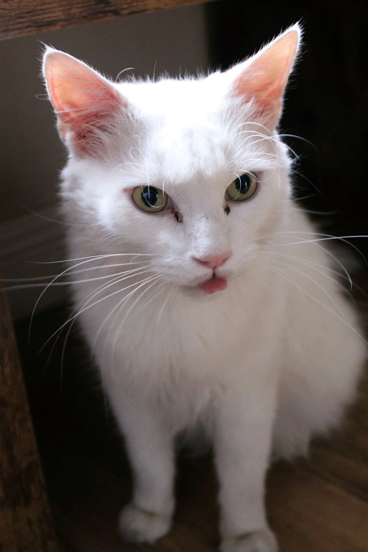CATS 0015.jpg