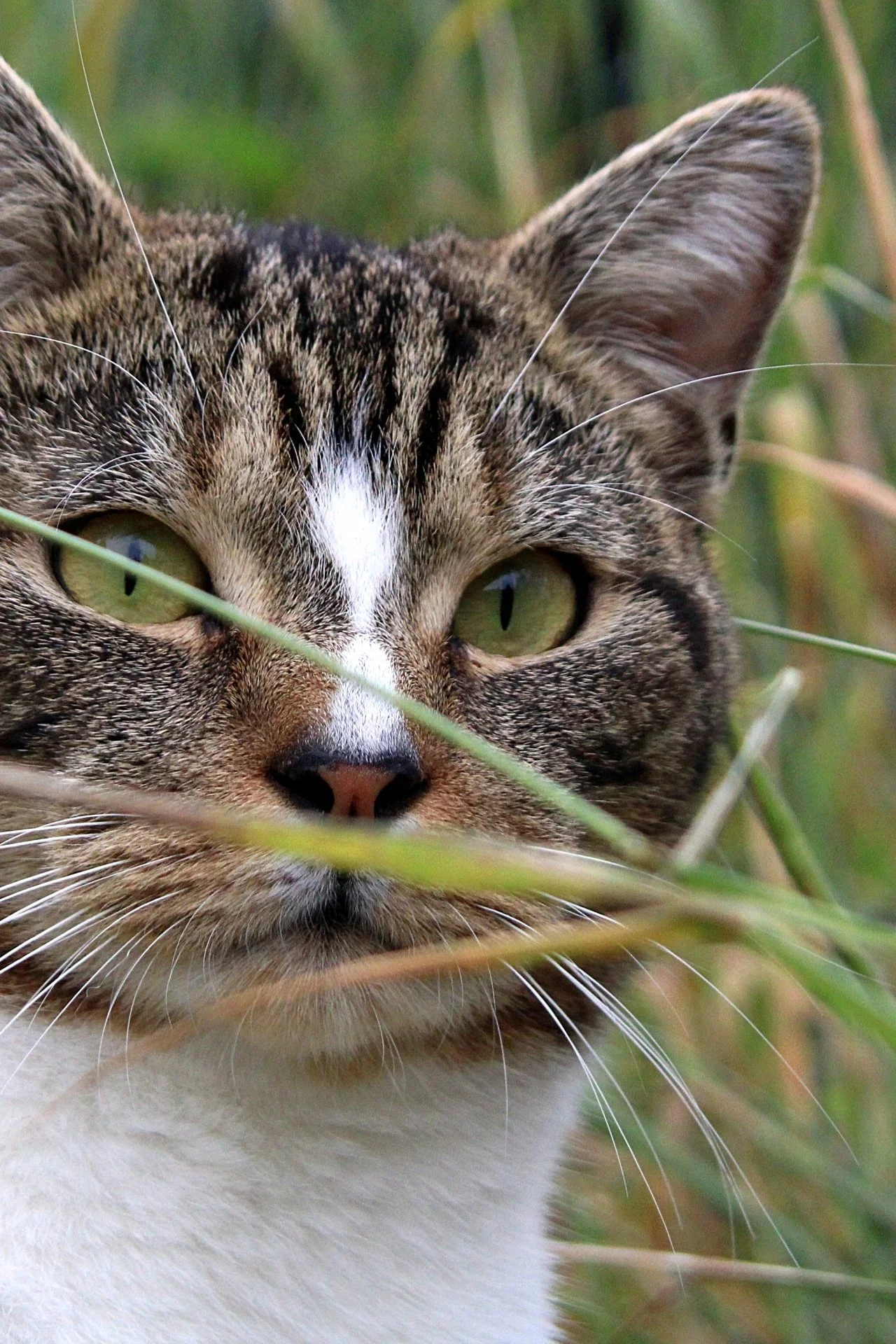CATS 0199.jpg
