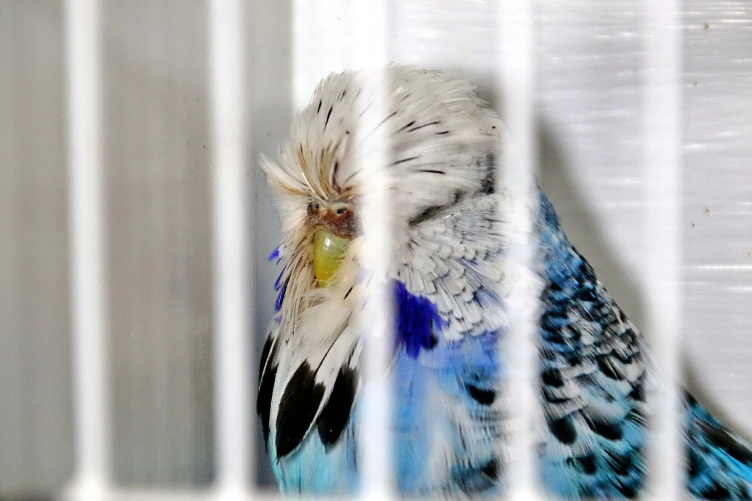 20251102 124821 Markinch CBS  0547.JPG