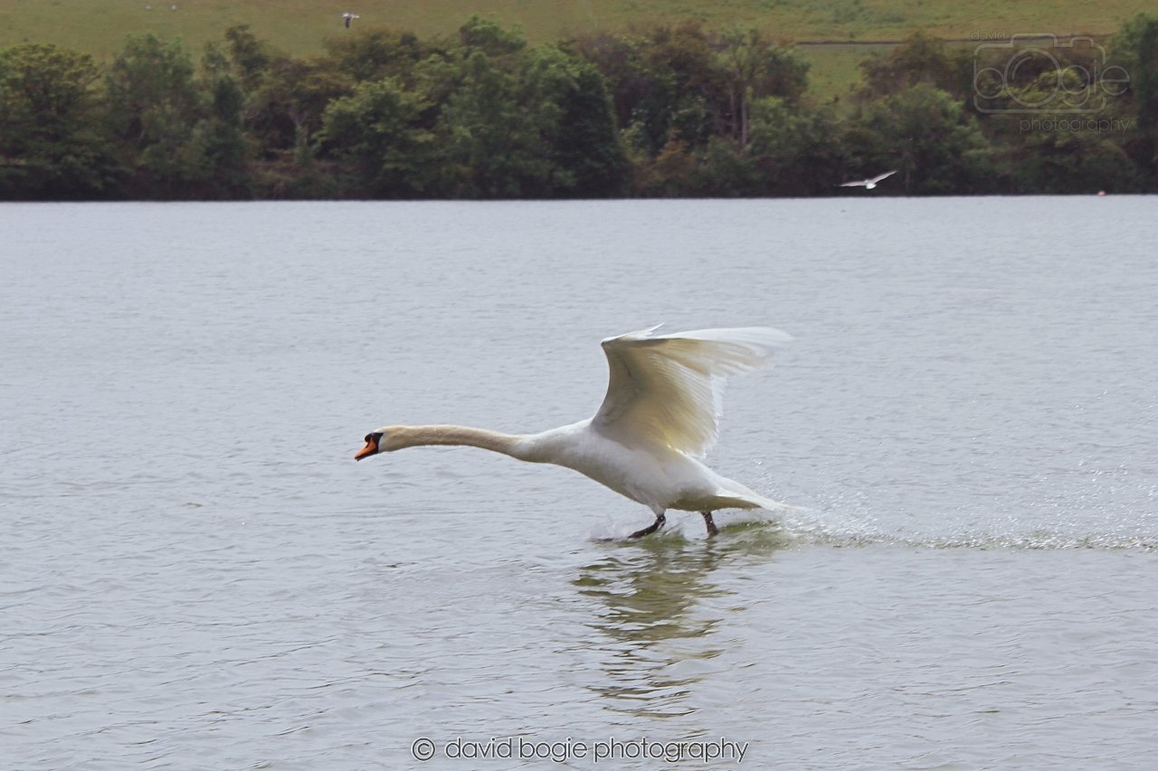 SWAN032