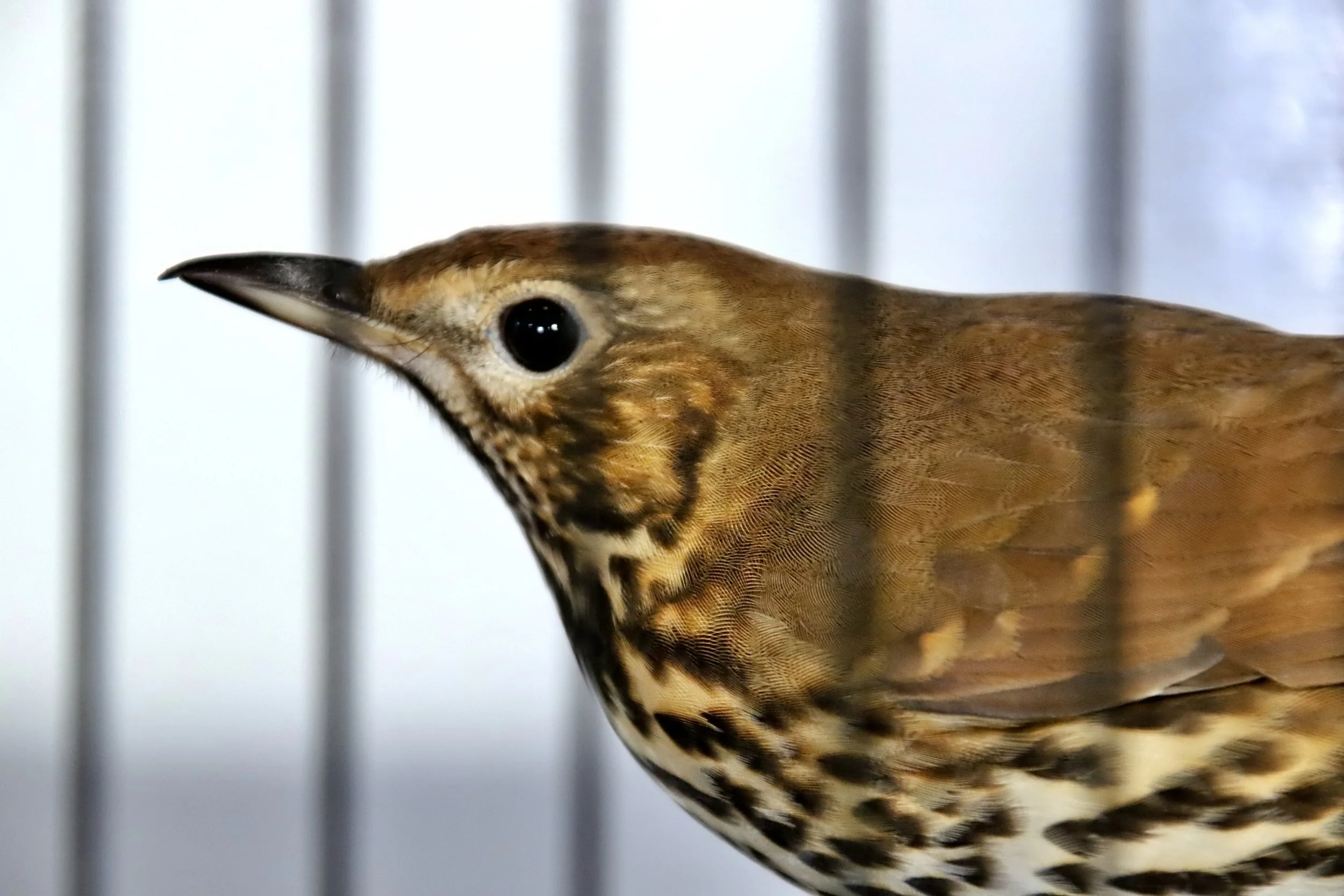 20251102 125944 Markinch CBS  0655.JPG